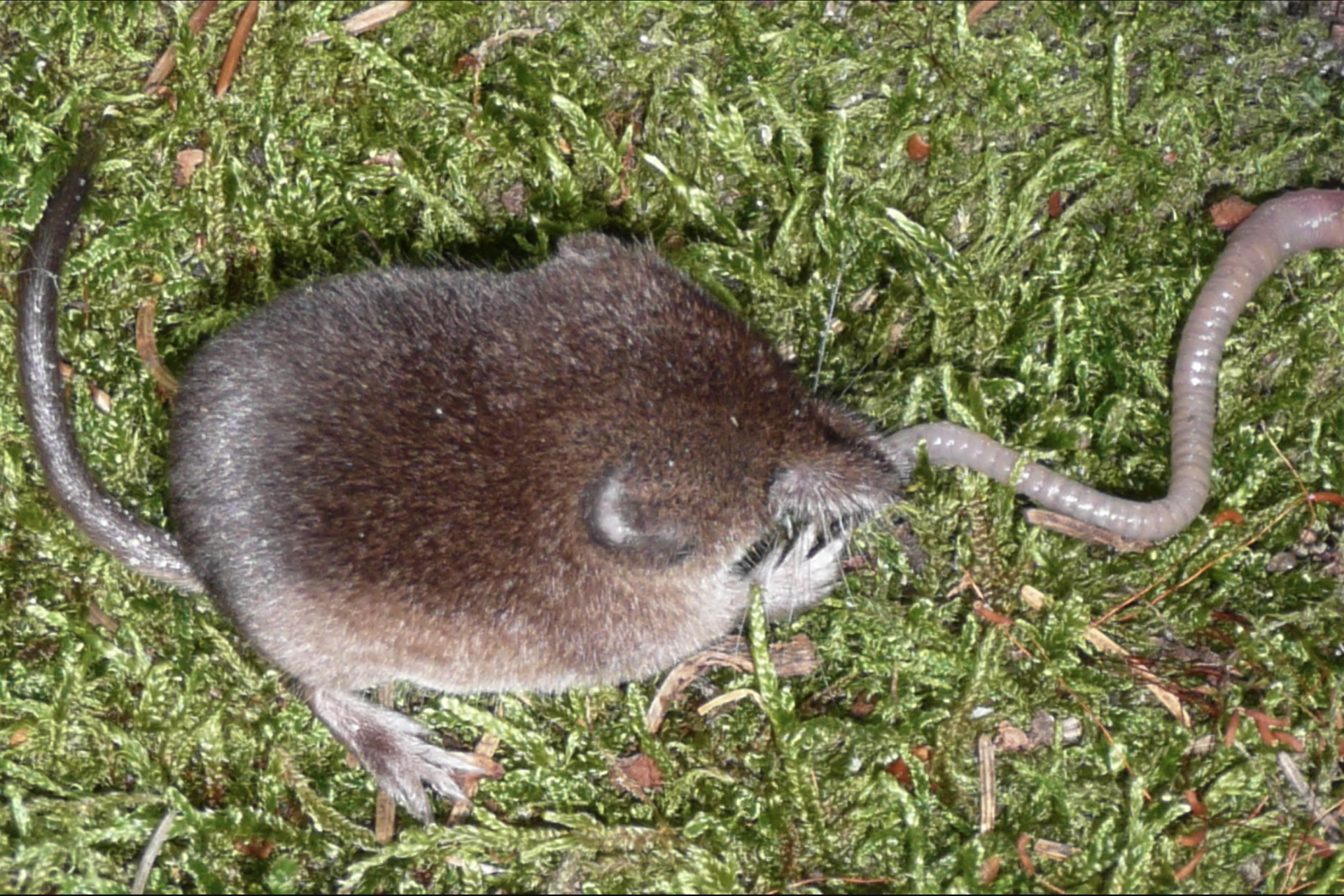 The common shrew 