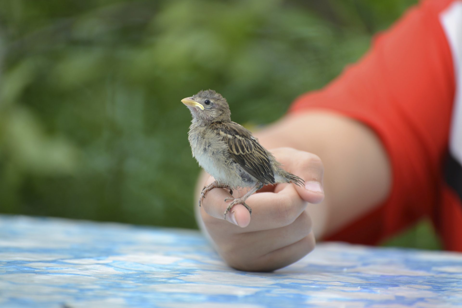 Les oiseaux deviennent de plus en plus petits, et le réchauffement climatique pourrait en être la cause