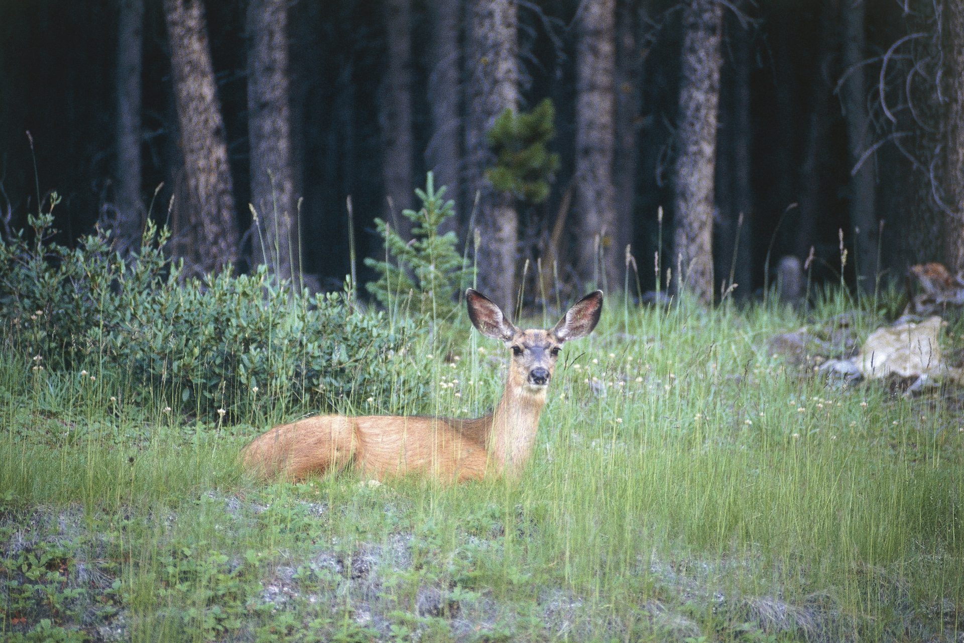 Banff (parc national), Alberta