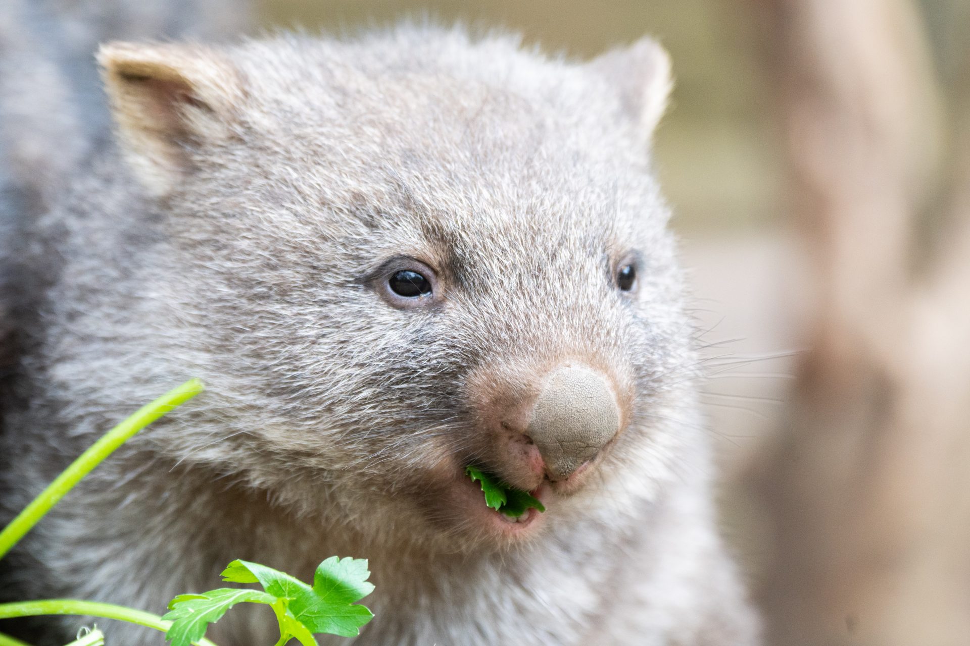 Pourquoi les excréments de wombats ont-ils la forme d'un cube ?