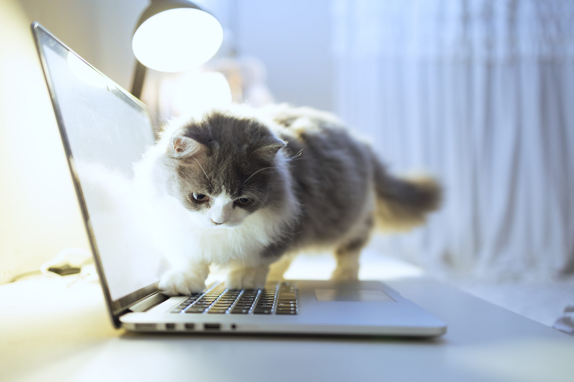 PawSence : un logiciel pour détecter quand un chat marche sur le clavier de votre ordinateur