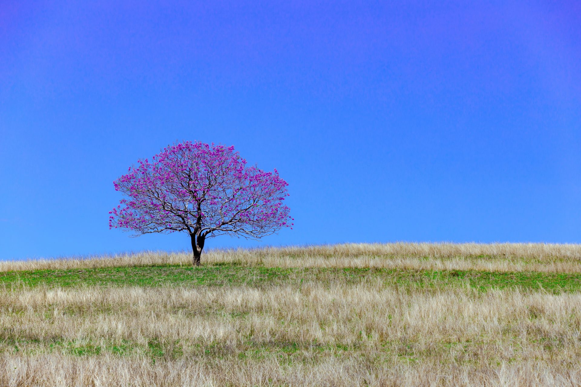 Jacaranda (Gaël Faye)