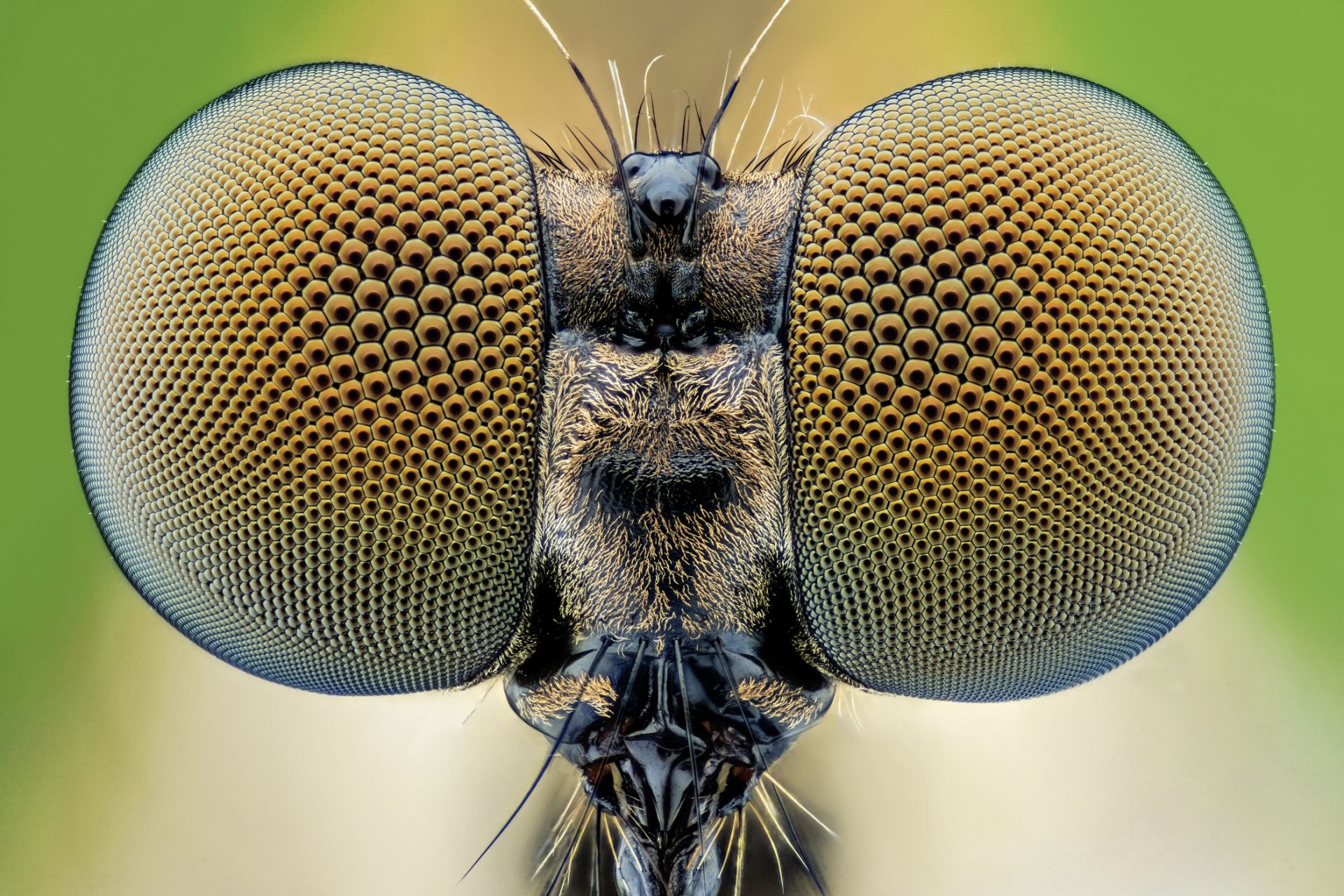 Das wissen wir über die intelligentesten Insekten der Welt 
