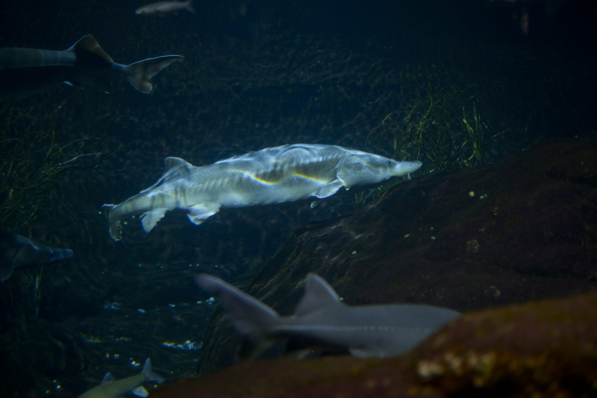 Creepy things in Lake Baikal 