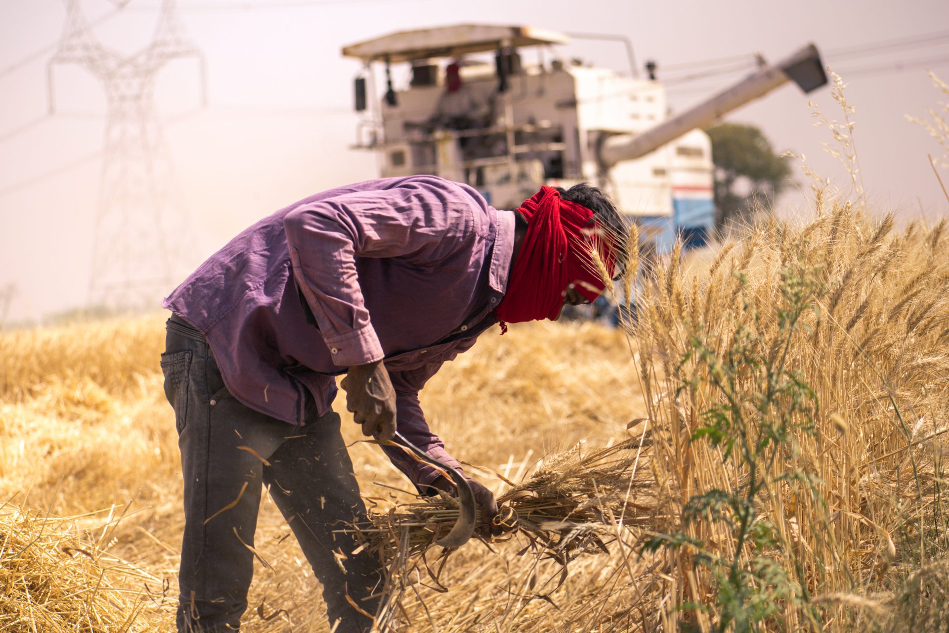 Sorghum to the rescue 