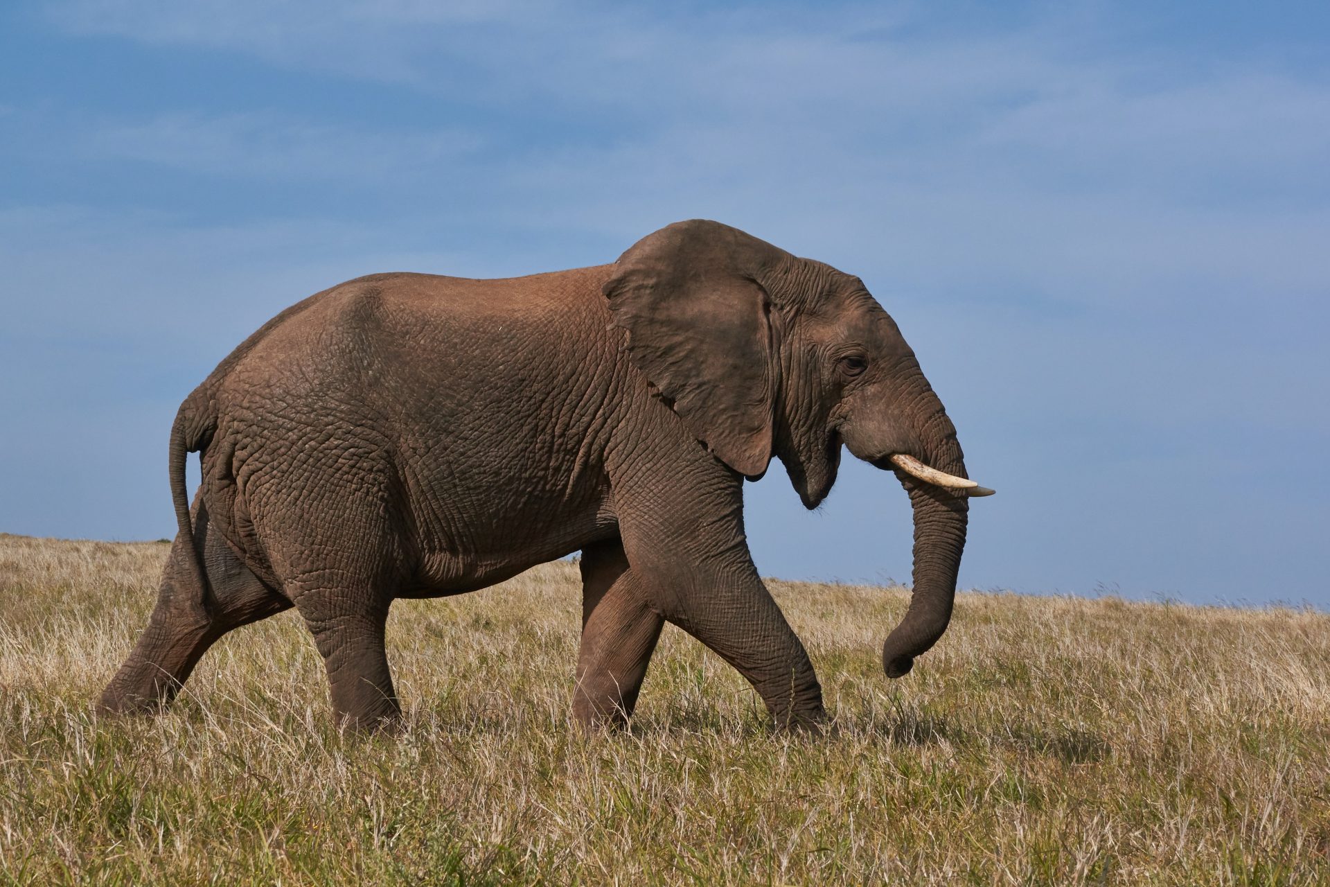 Reden Elefanten übereinander?