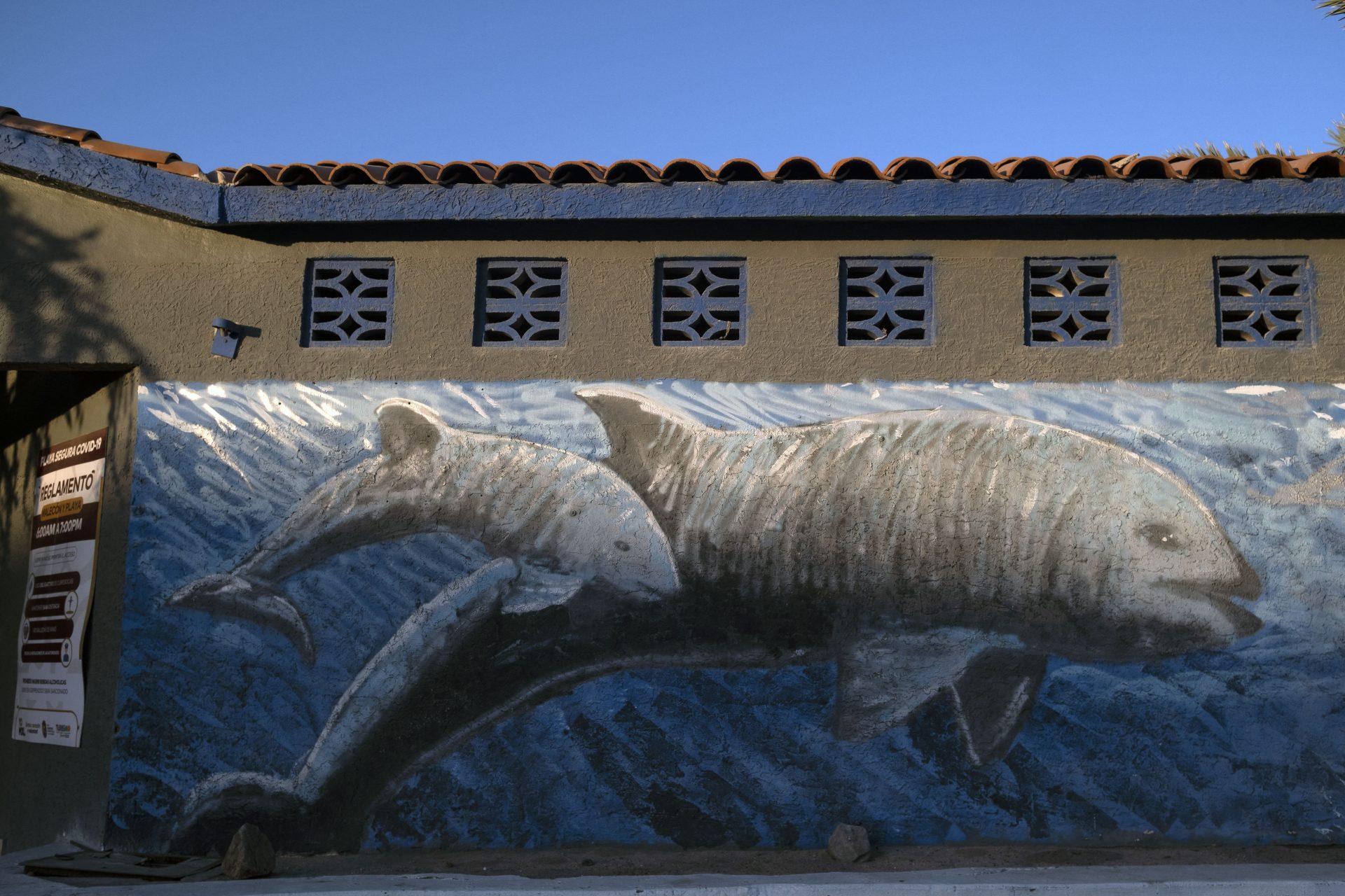 Adios, vaquita? One of Mexico's rarest animals is on the brink of extinction