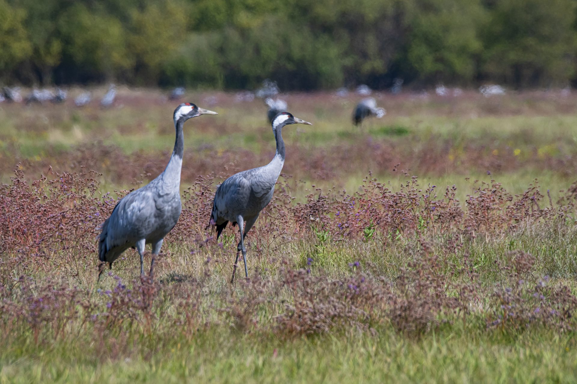 Hortobágy National Park