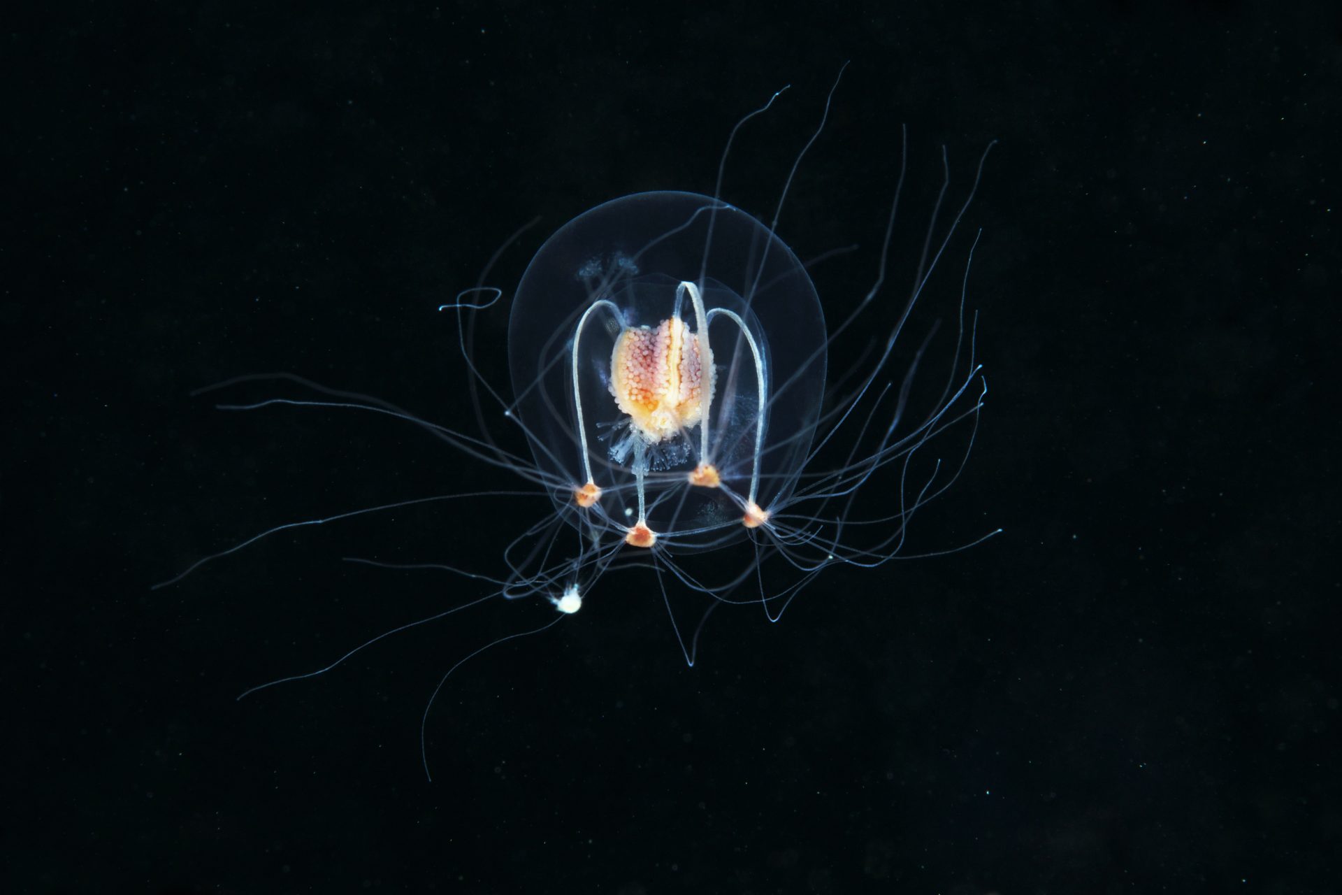 Les créatures les plus étranges des profondeurs marines