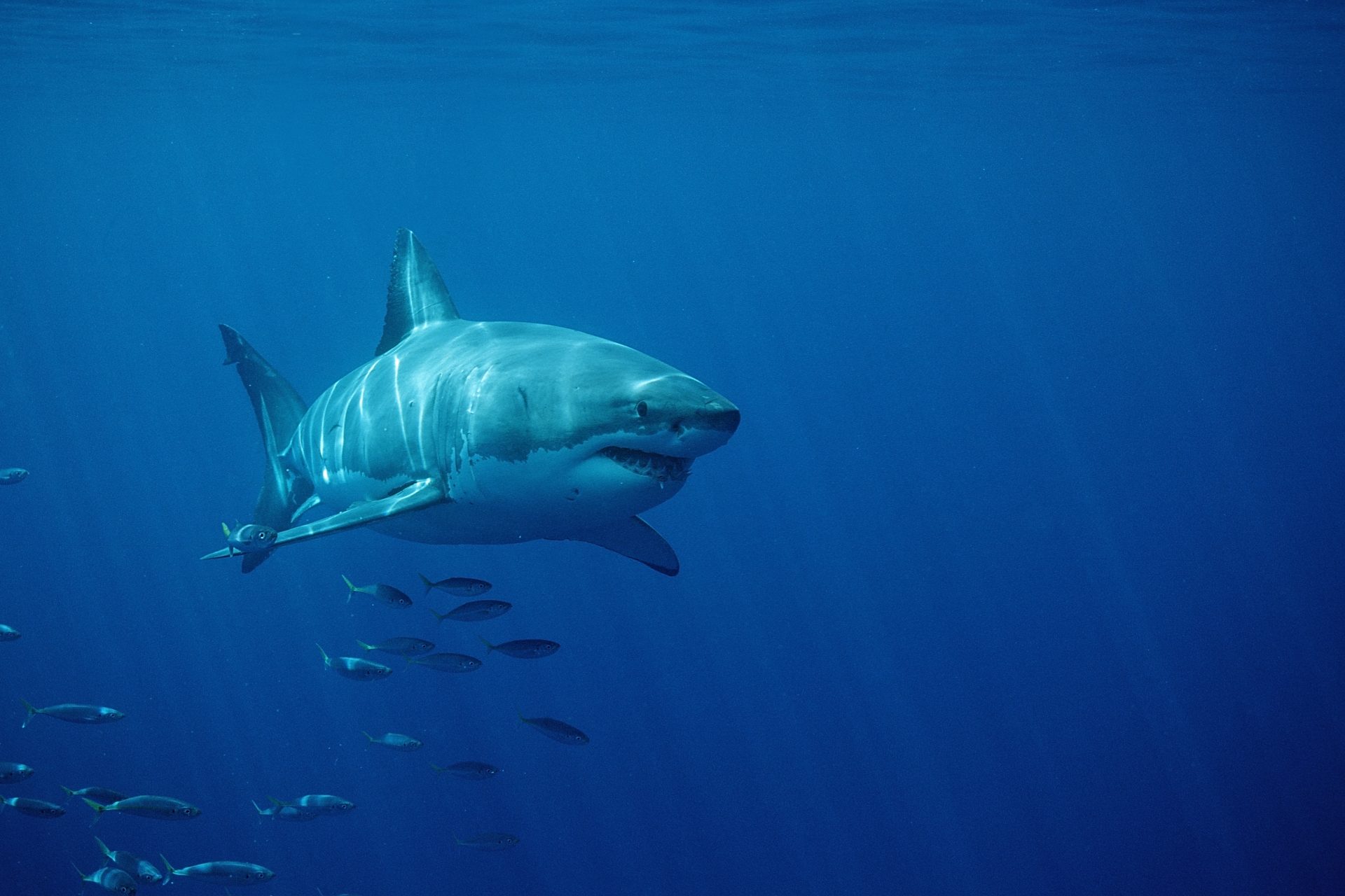 Great white shark sighting on the rise