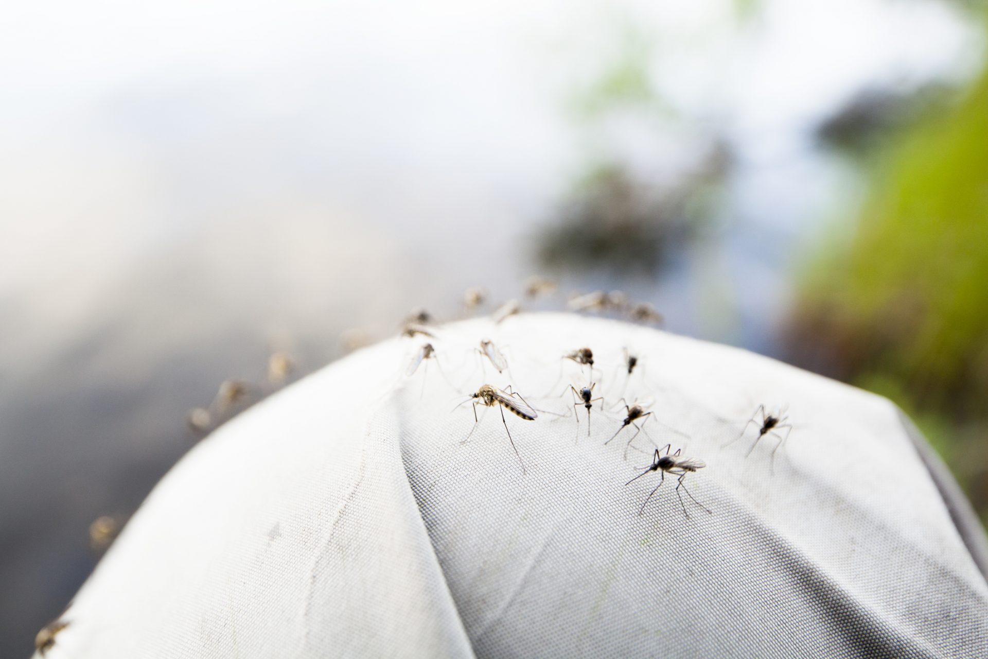 Home to tens of thousands of mosquitoes 