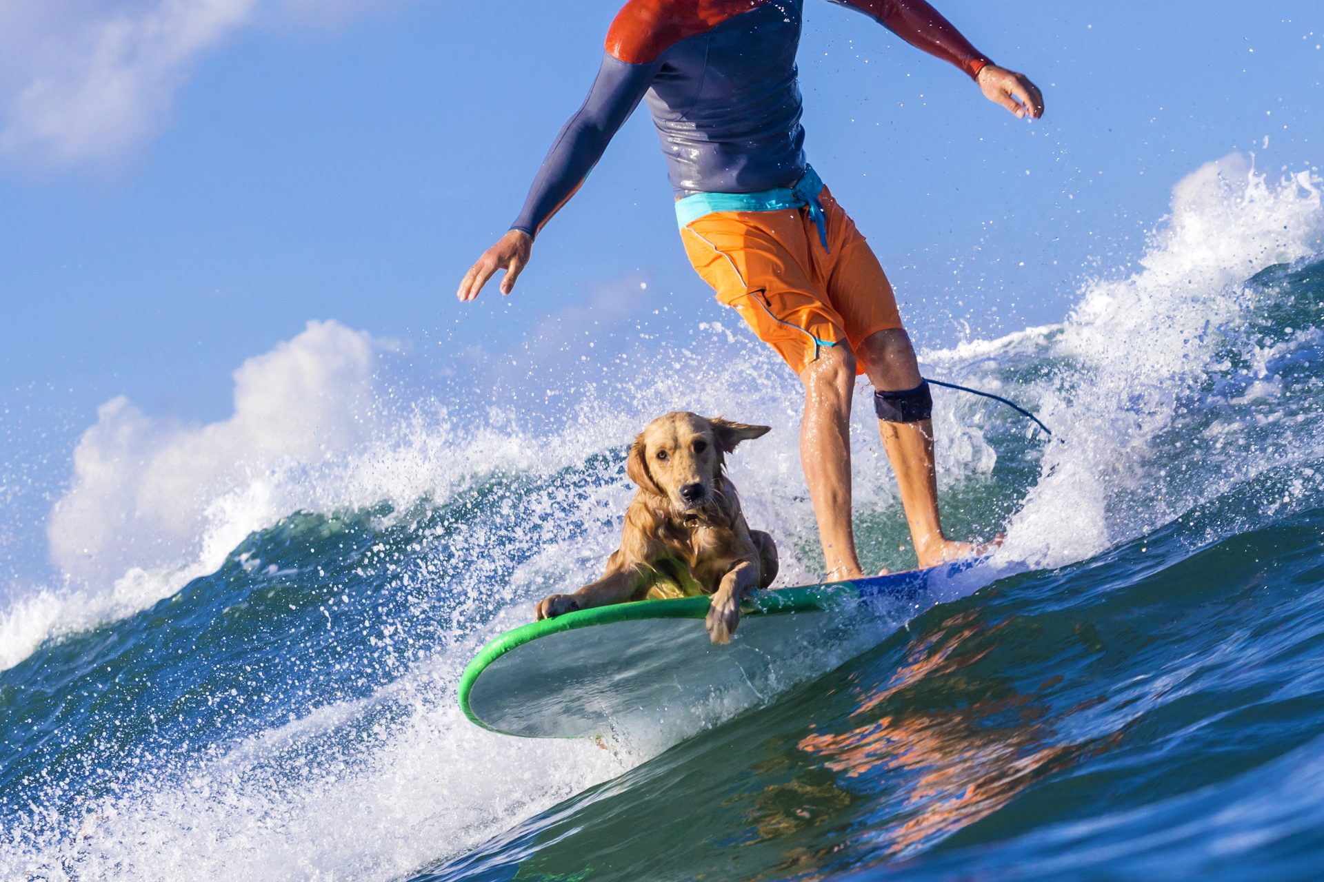 The World Dog Surfing Championships – the most prestigious four-legged surf comp