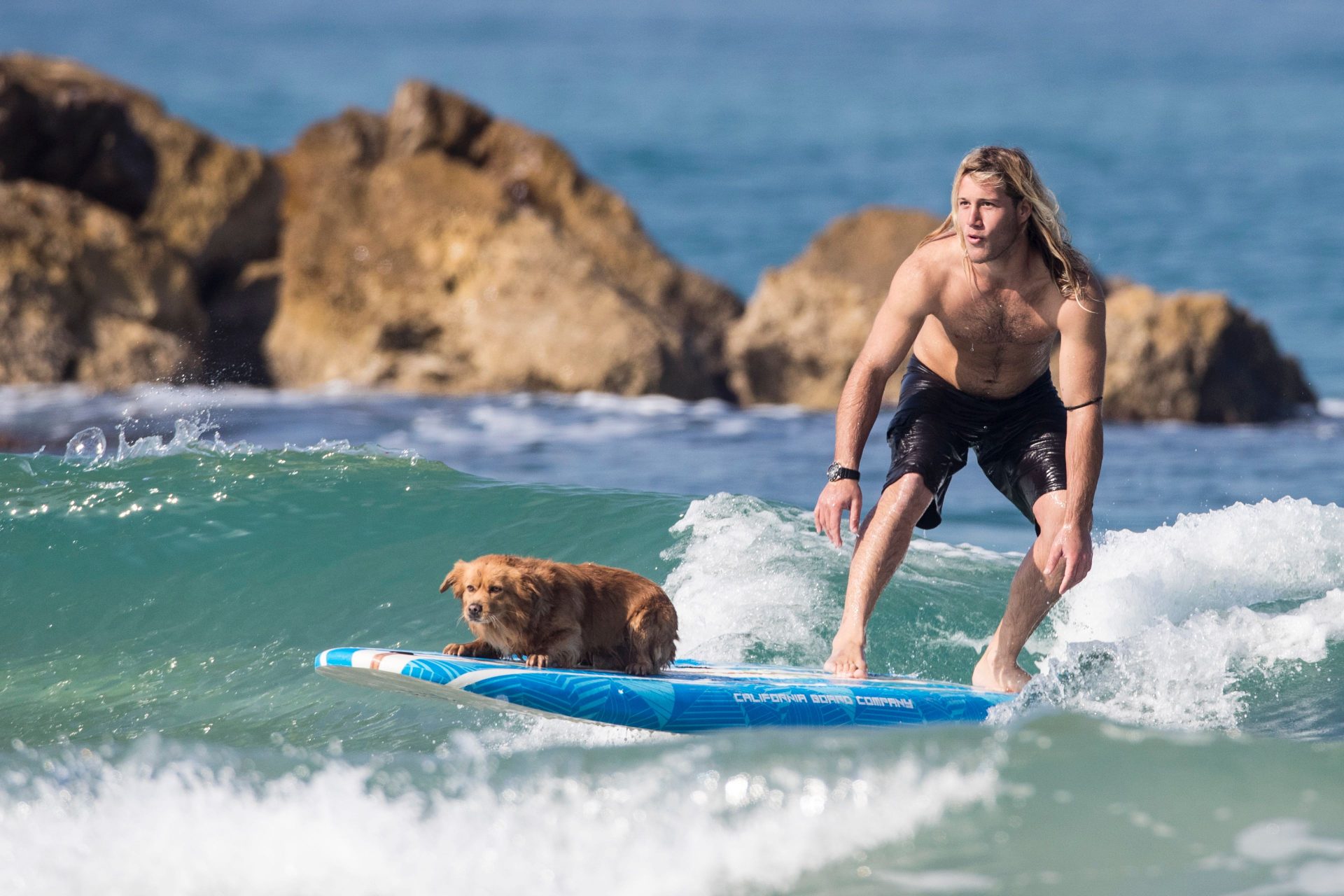What breeds surf?
