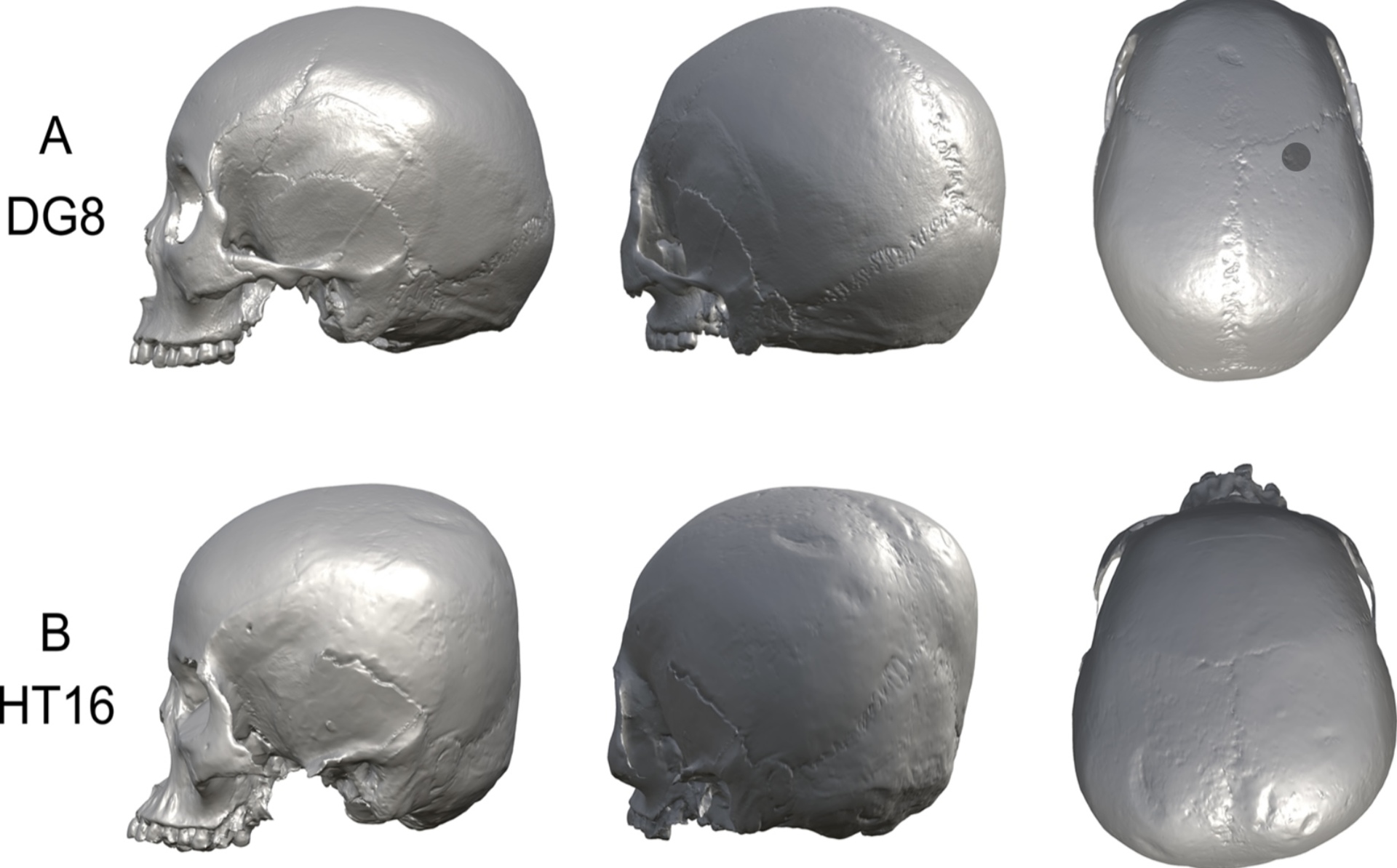 Hirota skulls notably flatter at the back 