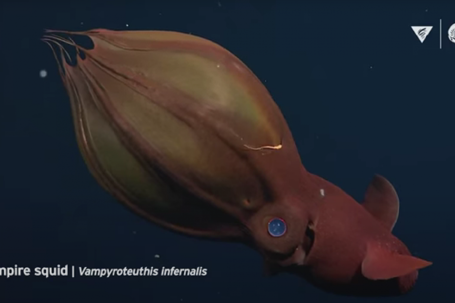 Le calamar vampire