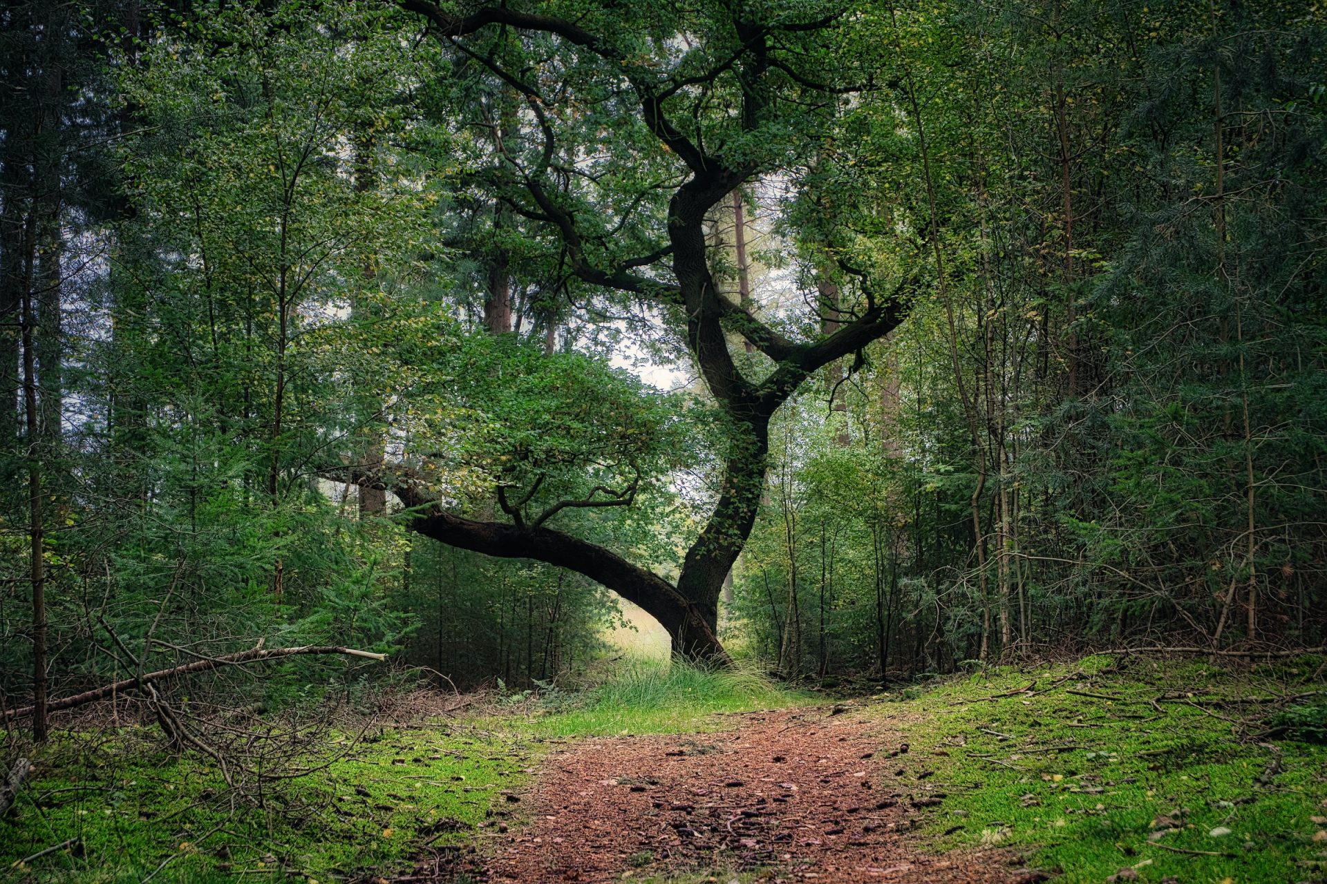 Wandelen en boommarters spotten