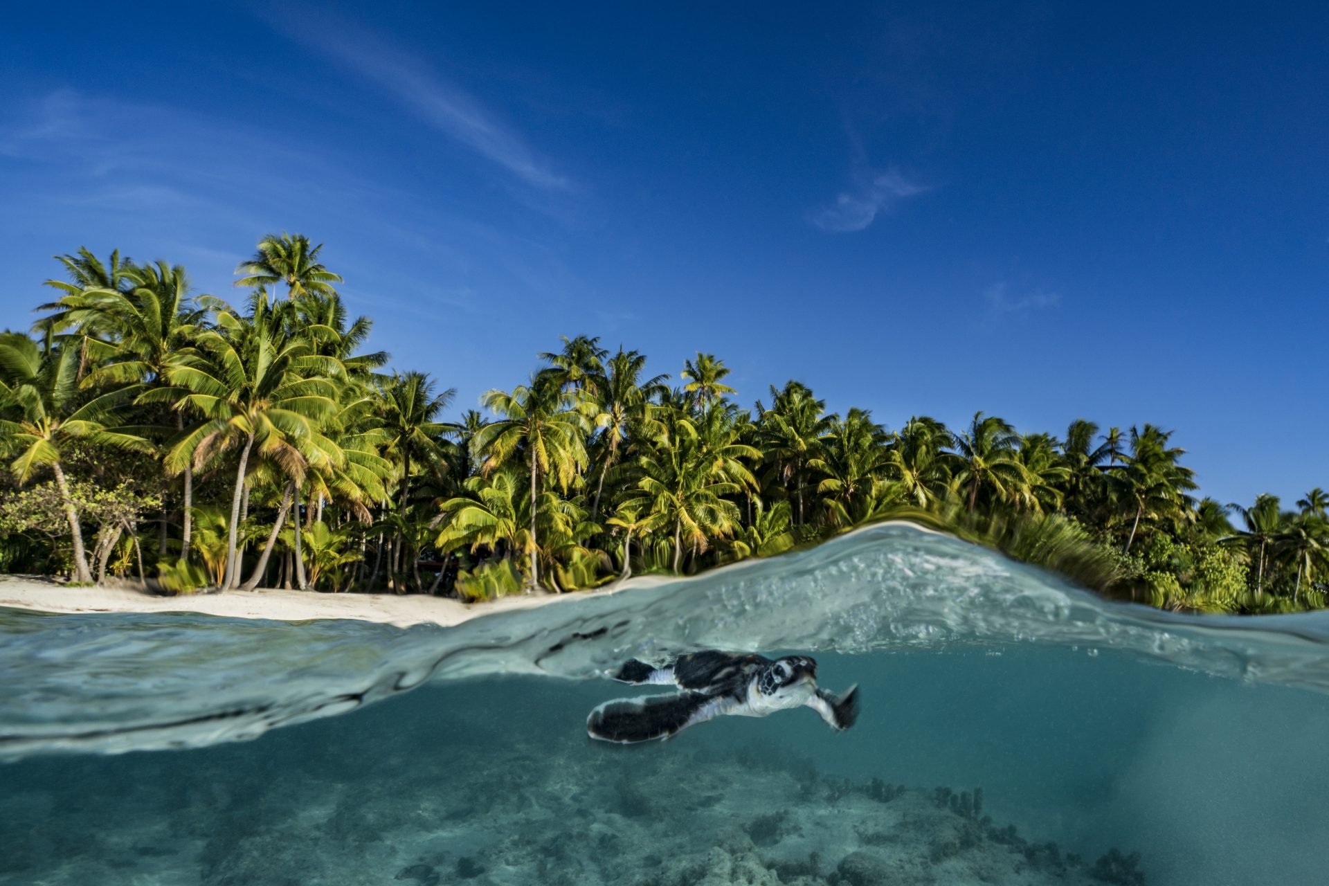 Découvrez en photo les magnifiques îles privées des célébrités