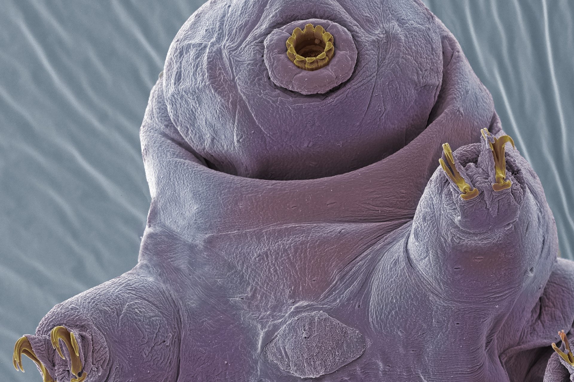 Tardigrades become first animals to survive space vacuum