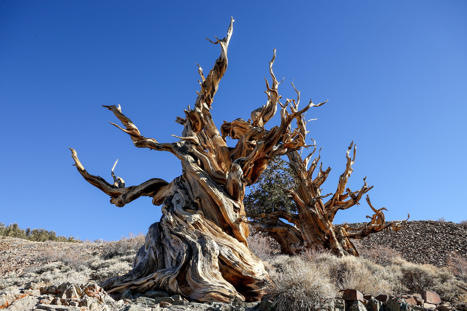 Methuselah, California - 4,855 years old