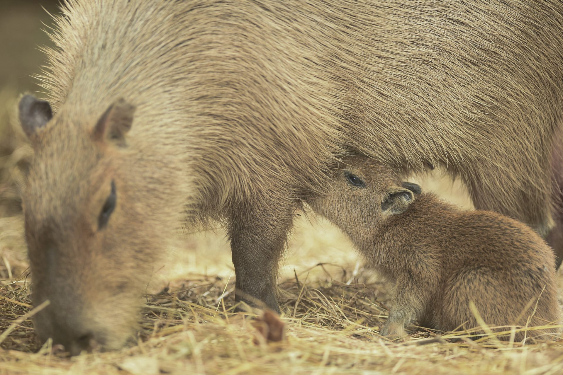 L'engouement pour le capybara