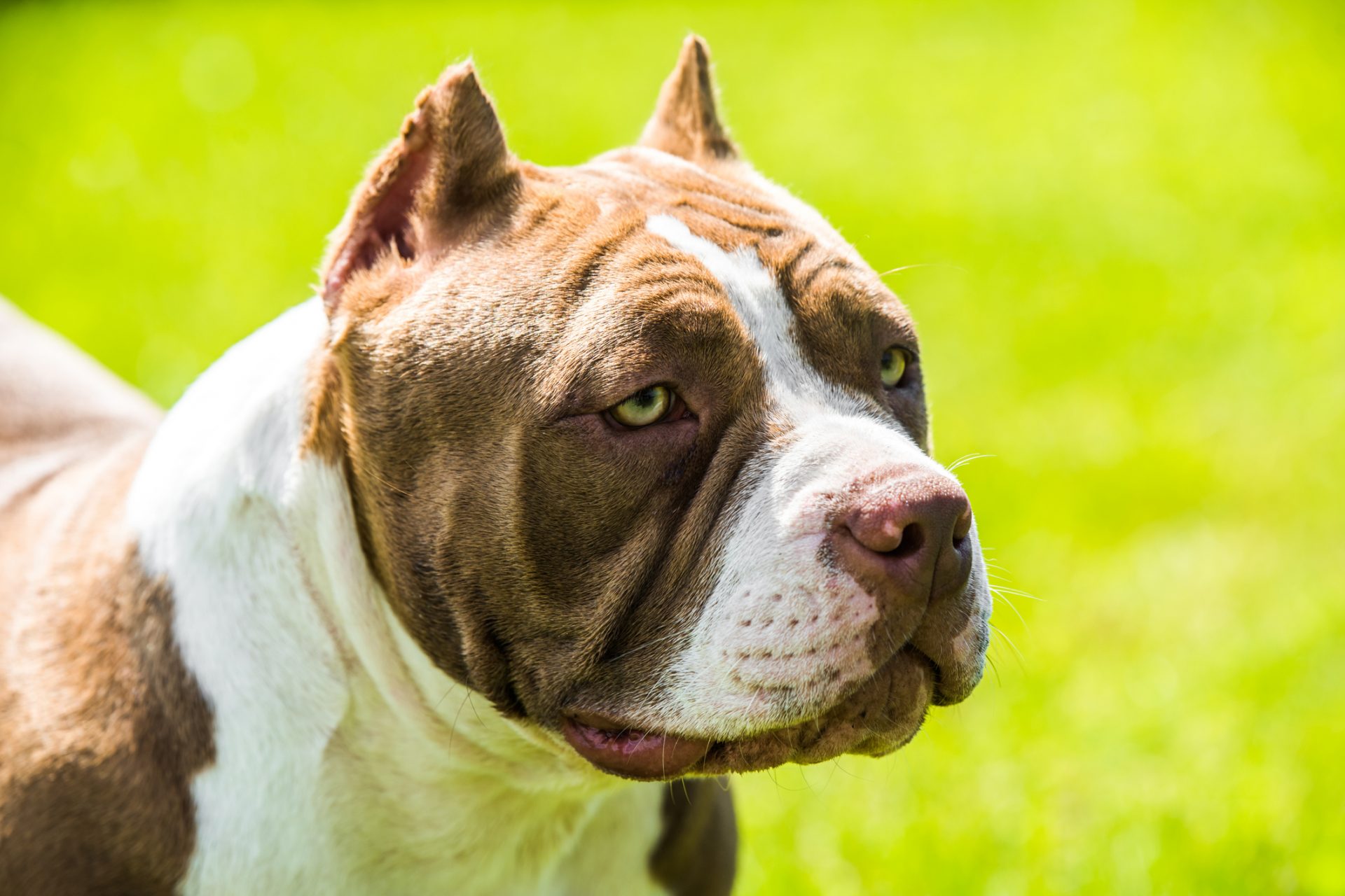 Prohibida esta raza de perro en Reino Unido tras un ataque mortal