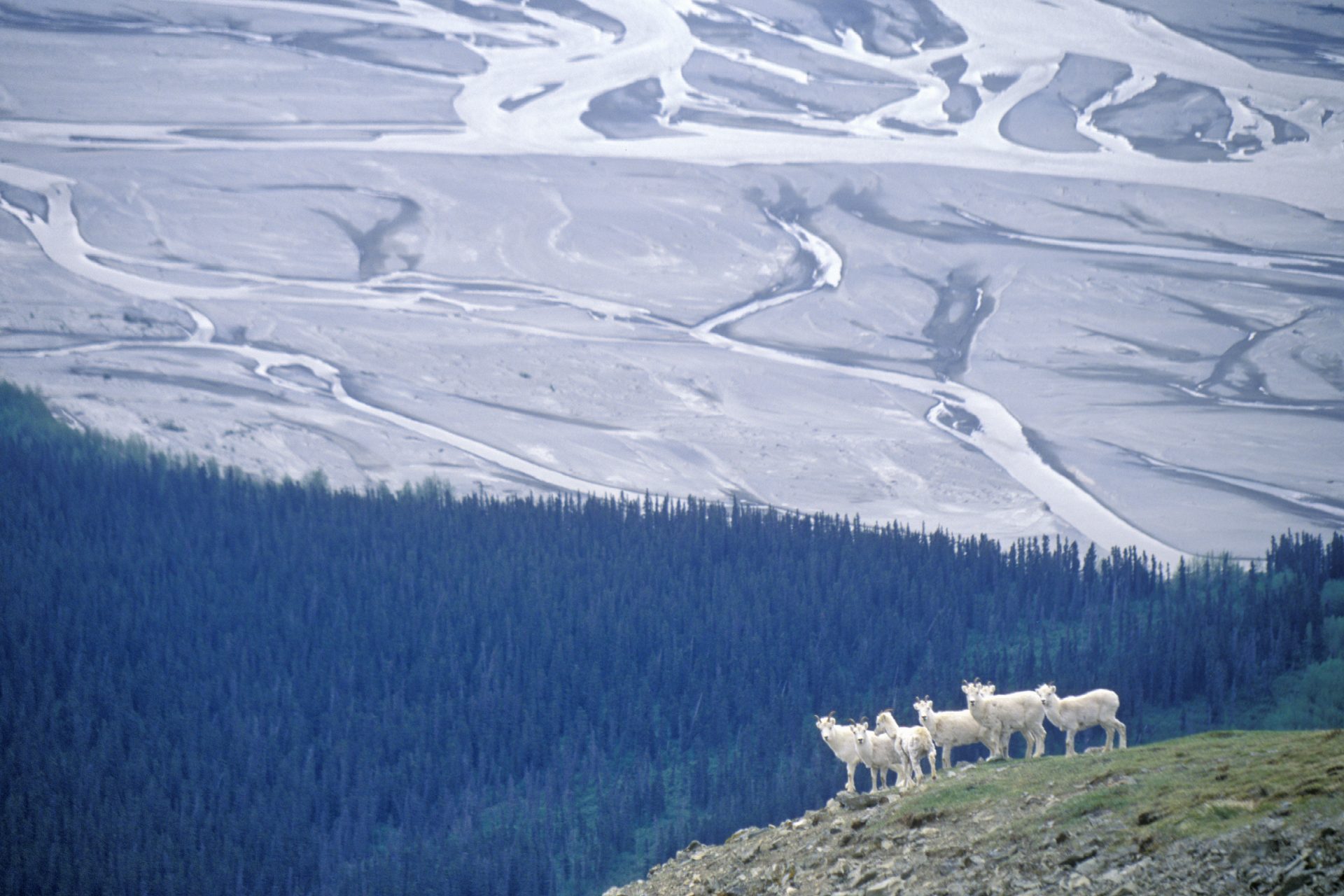 Kluane / Wrangell-St. Elias / Glacier Bay / Tatshenshini-Alsek National Parks