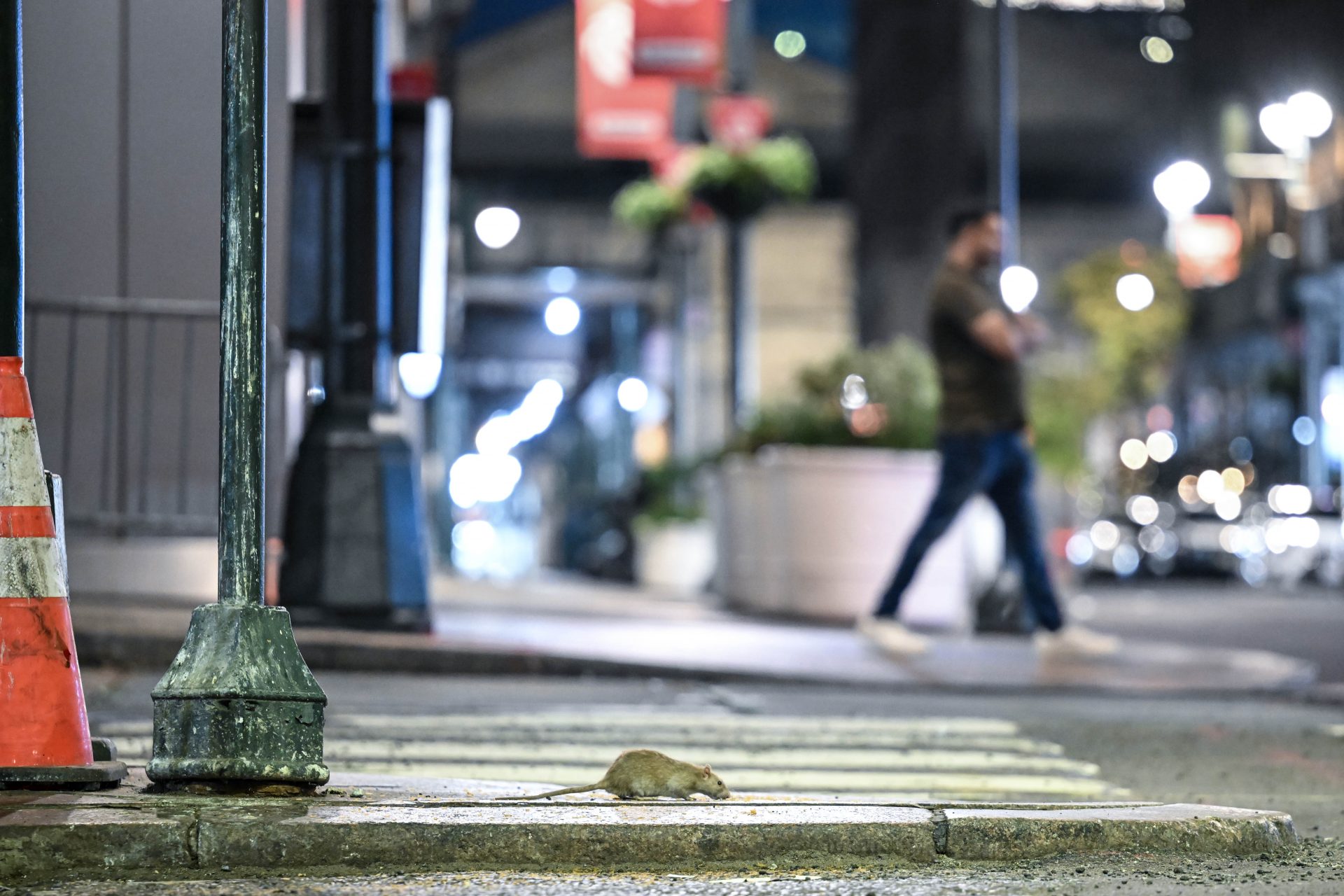 Safaris urbanos en busca de ratas