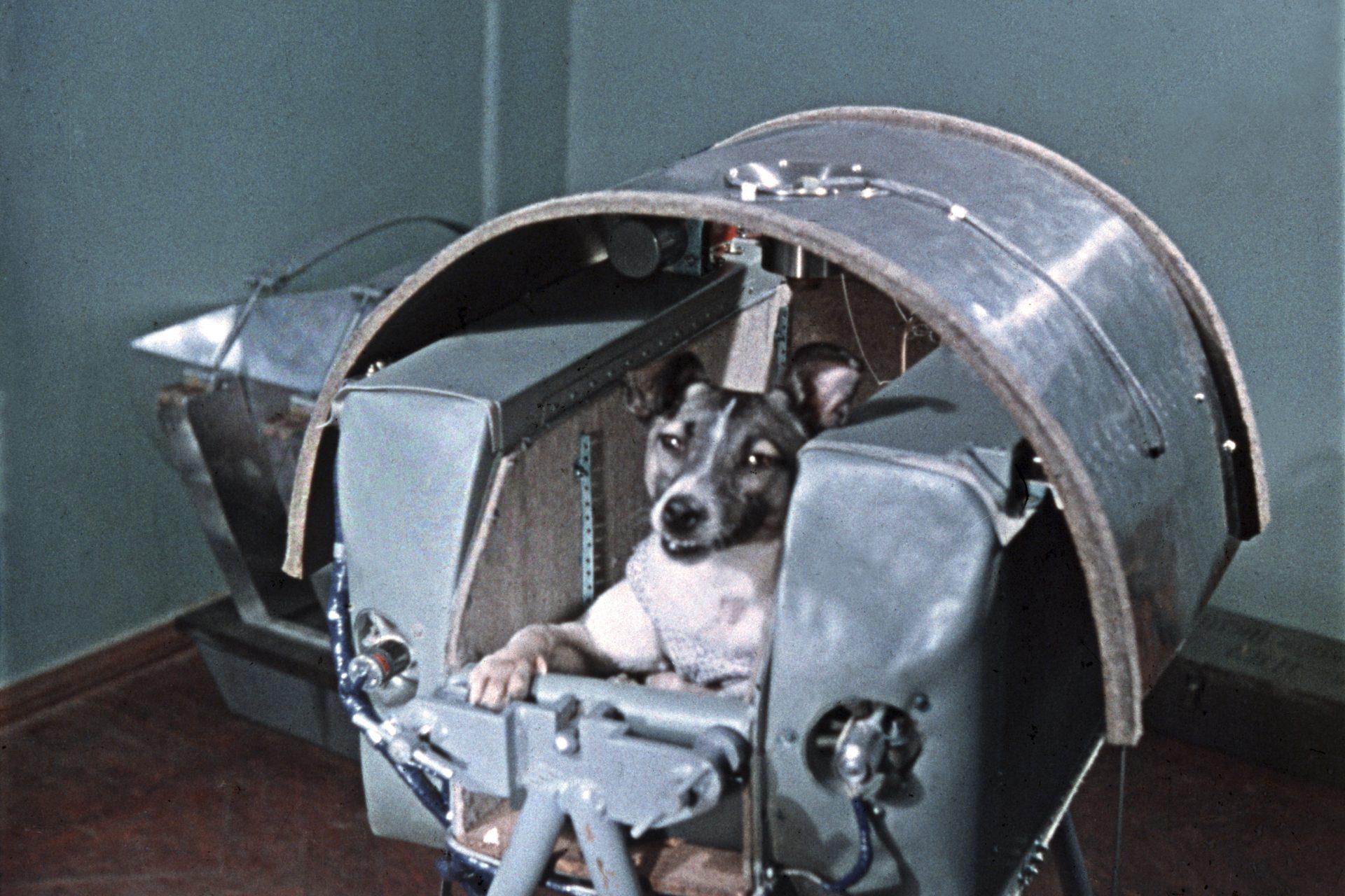 Soviet astro dogs 