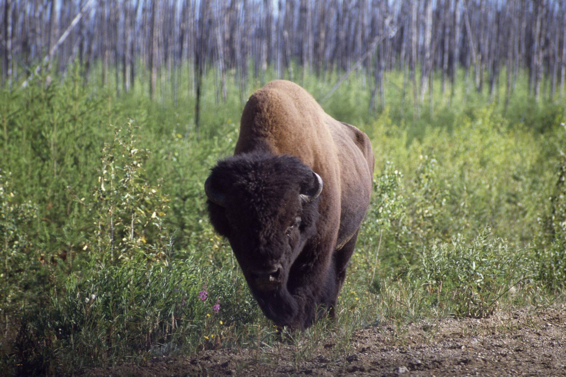 Le parc national Wood Buffalo