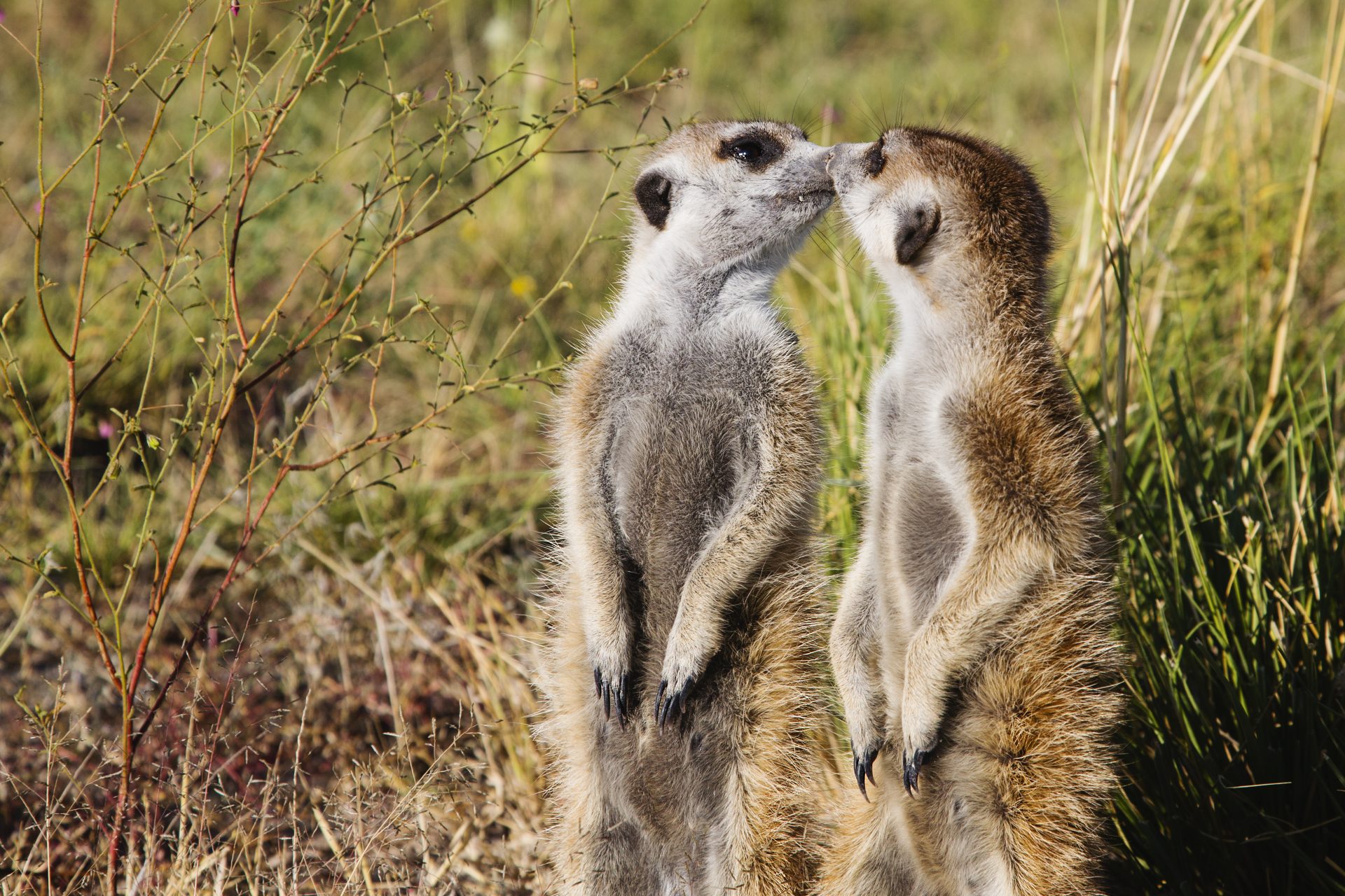 Ces animaux restent fidèles et pratiquent la monogamie !