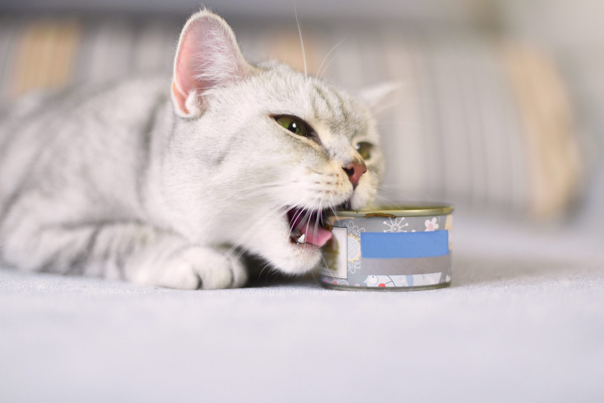 Cats absolutely love tuna and scientists just figured out why