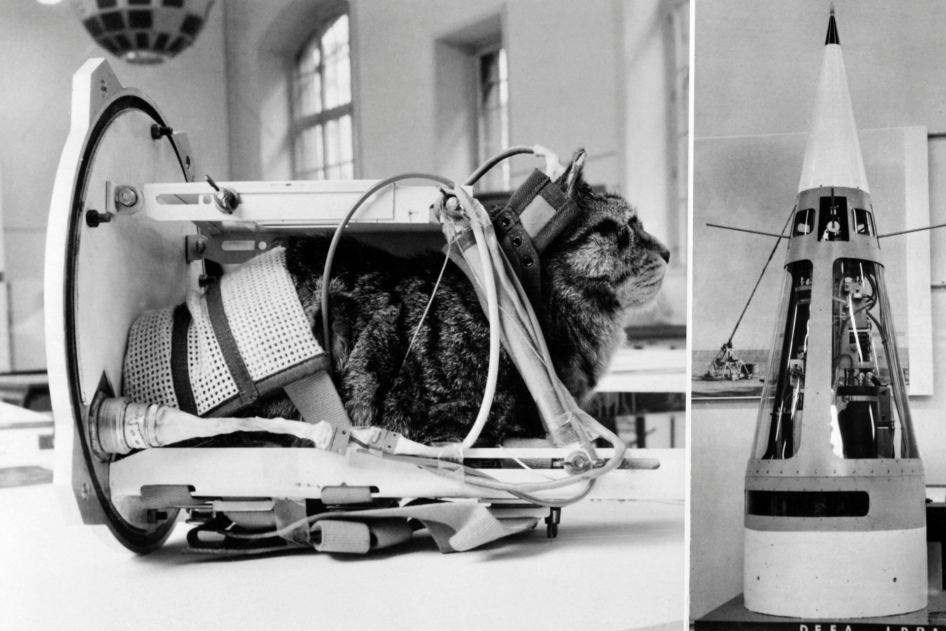 Felicette: The first and last cat to leave earth