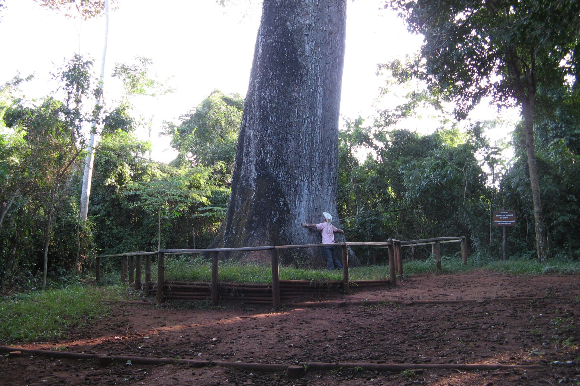 Patriarca da Floresta, Brazil - Around 2,000 years old