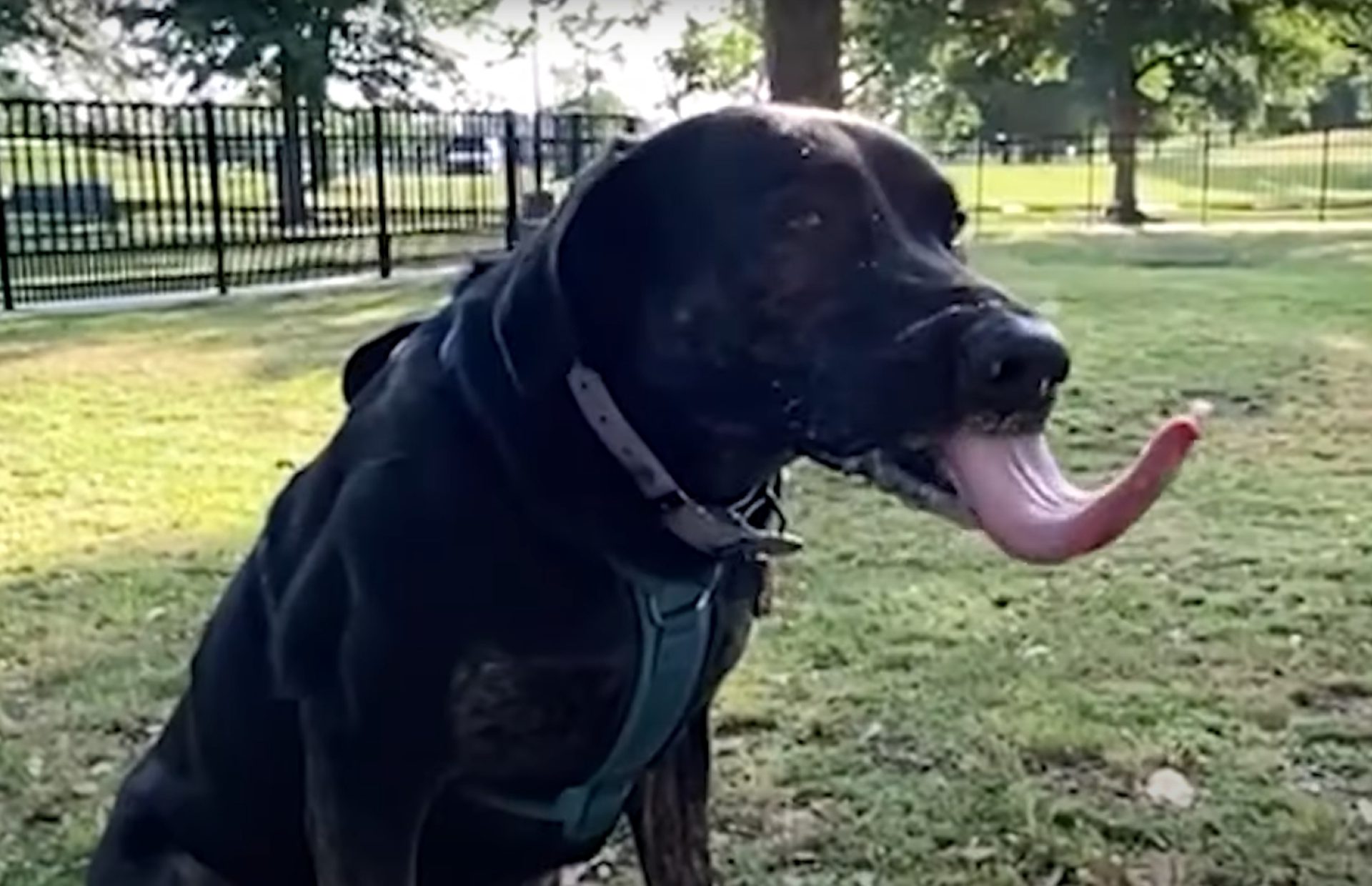 Living dog with the longest tongue
