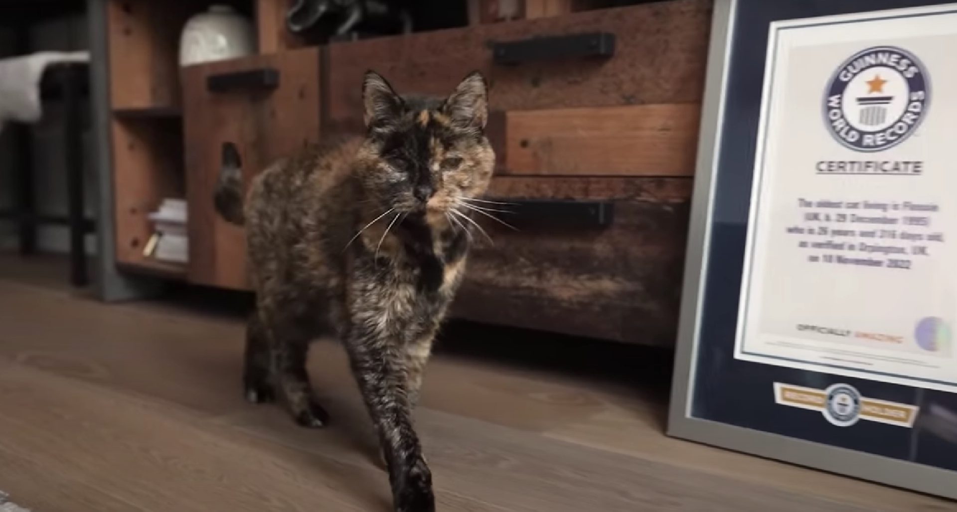Le plus vieux chat vivant du monde
