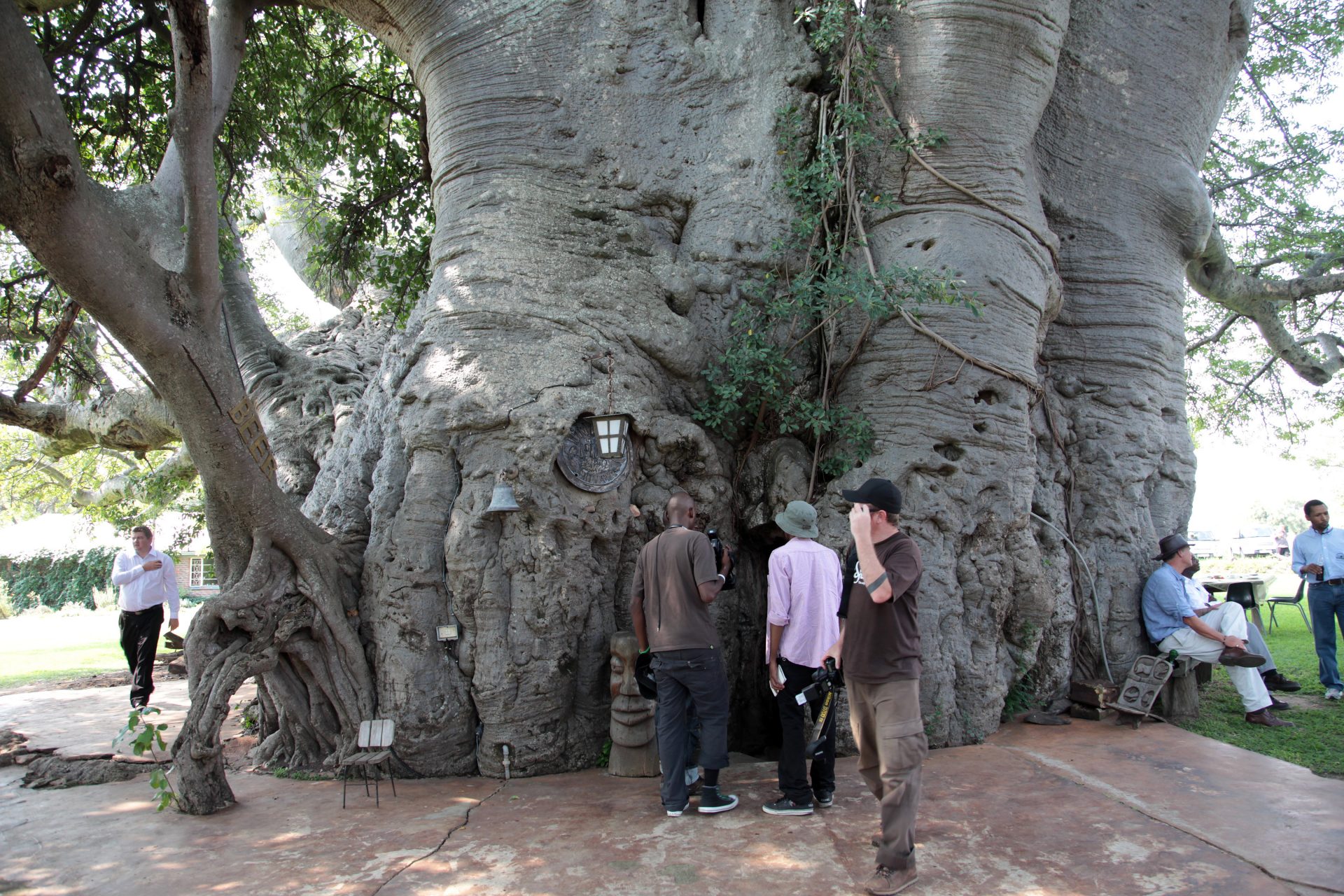 Sunland Baobab, South Africa - At least 1,100 years old (Died in 2016) 