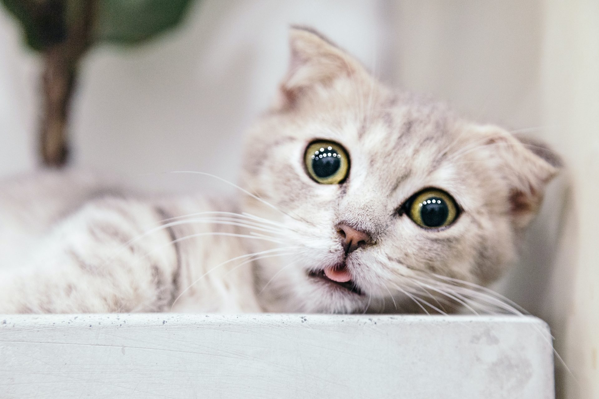 Um novo estudo sobre as papilas gustativas em gatos