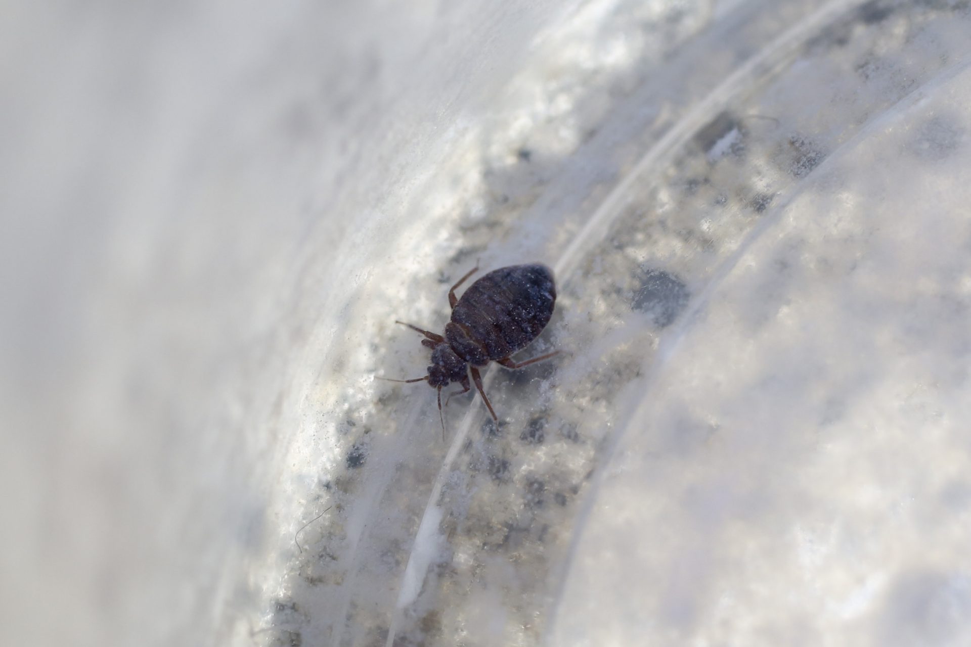 Una plaga histórica