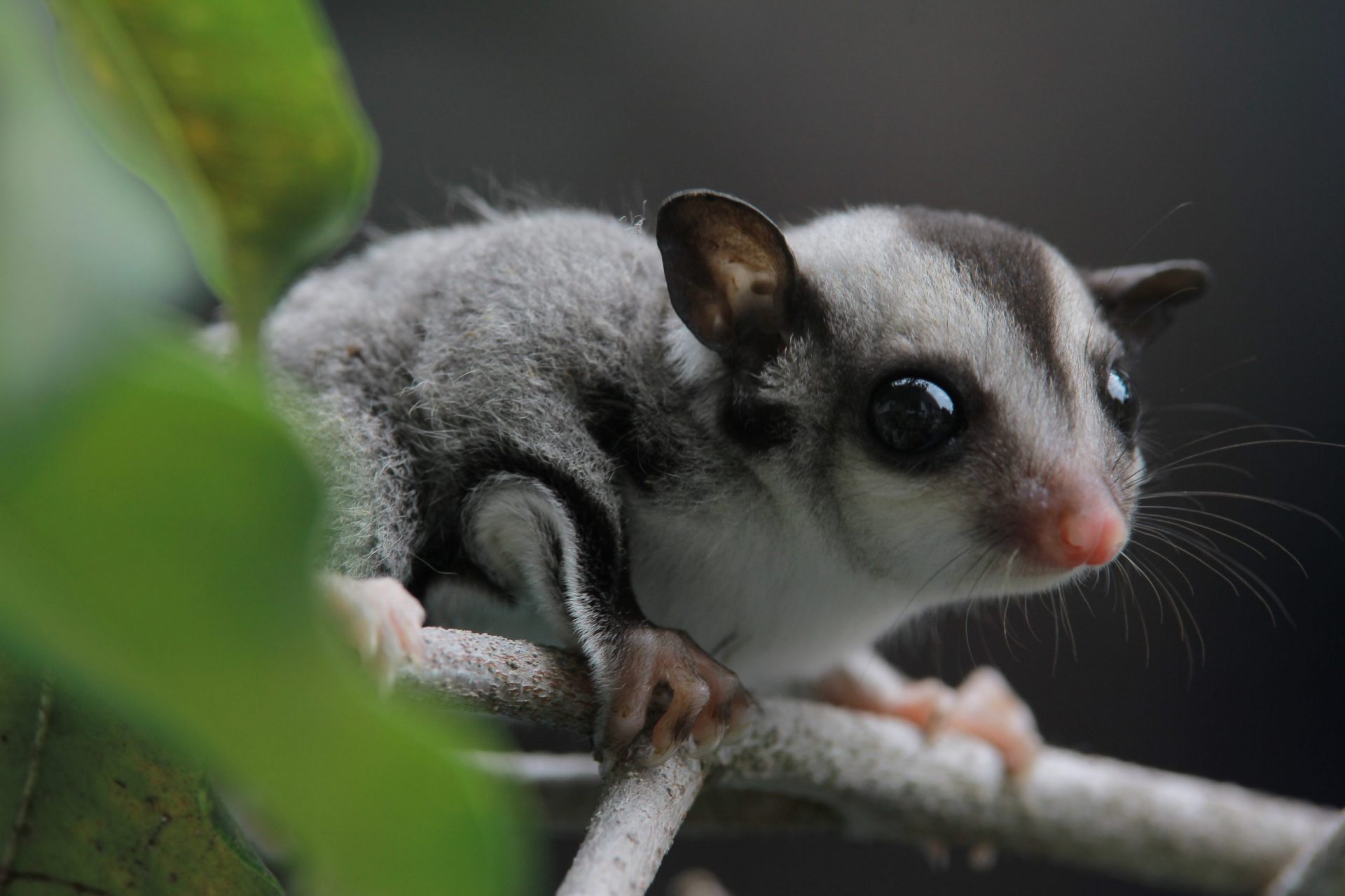 Sugar glider