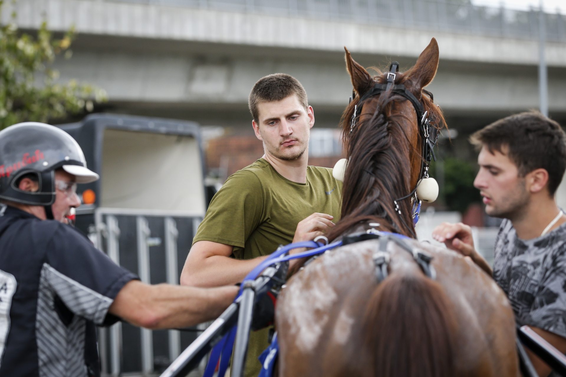 His star horses