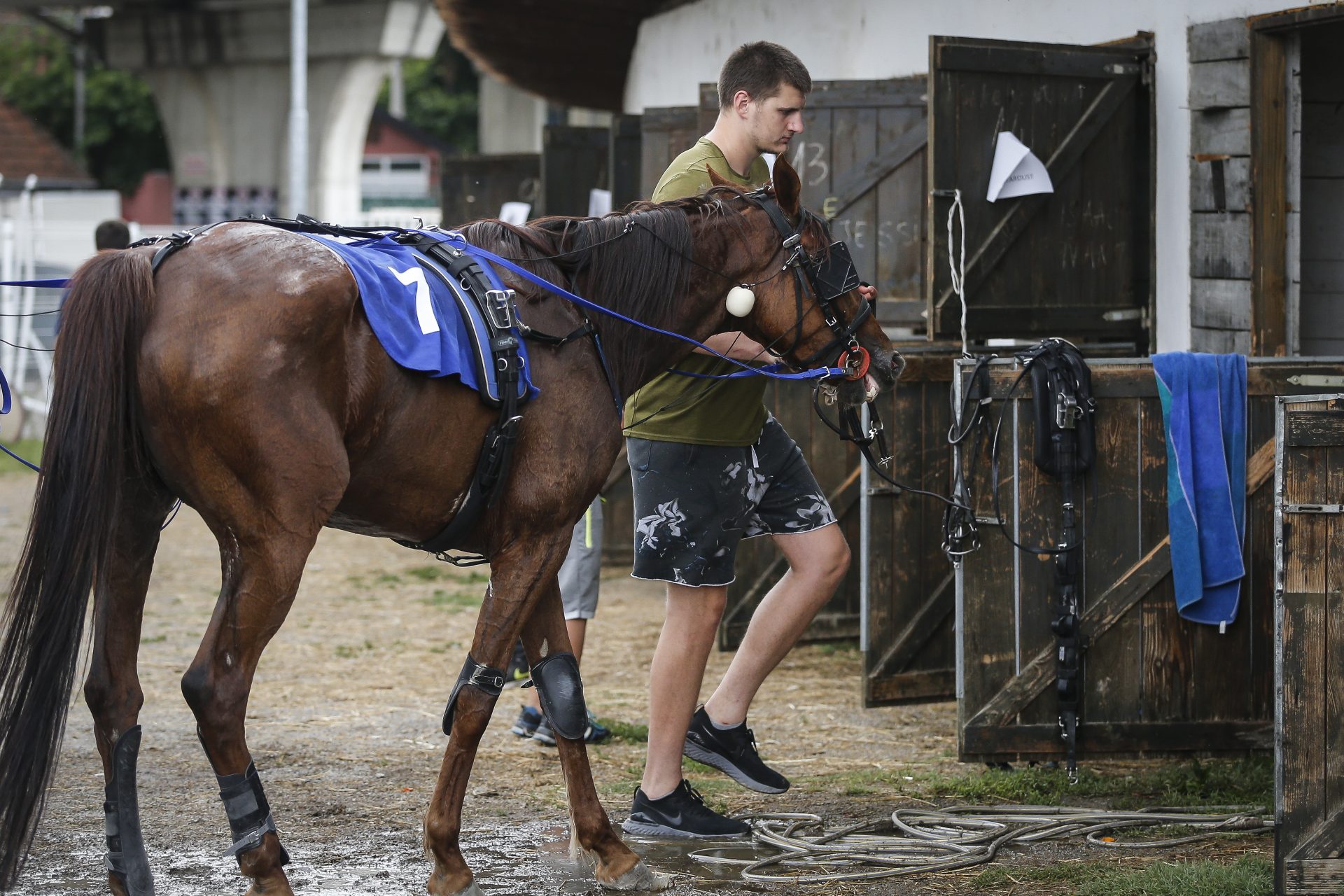 Winning horses