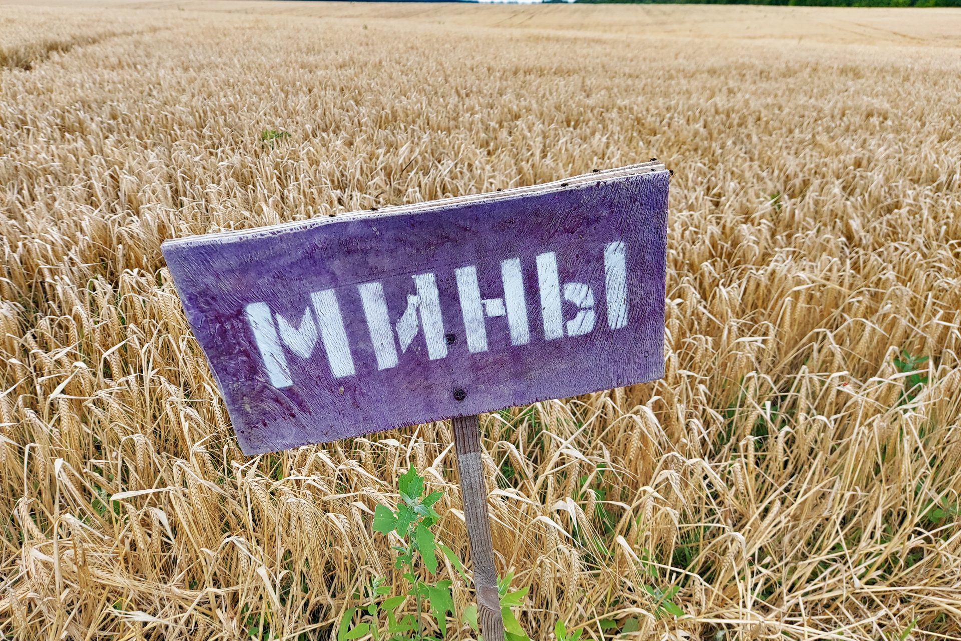 Así es como Ucrania planea combatir los campos minados usando miel