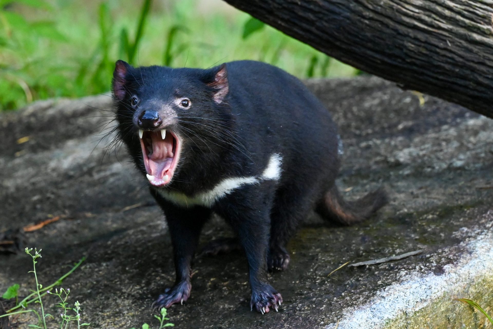 Tasmanian Devil