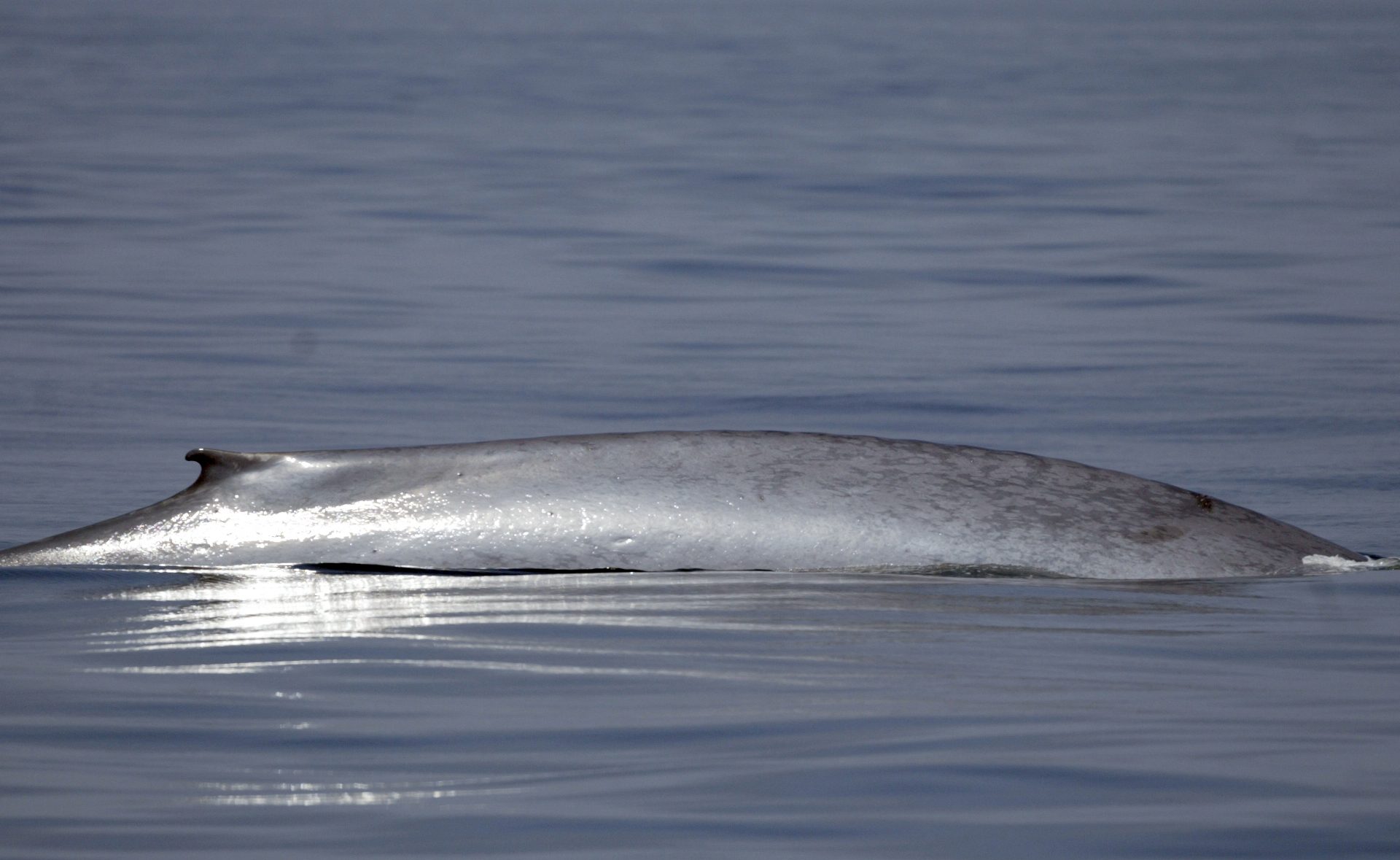 Baleia-azul é acinzentada