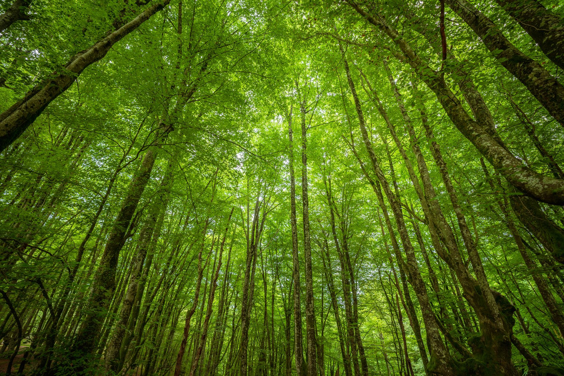 La plantation massive d’arbres : une fausse bonne idée pour lutter contre la pollution ?
