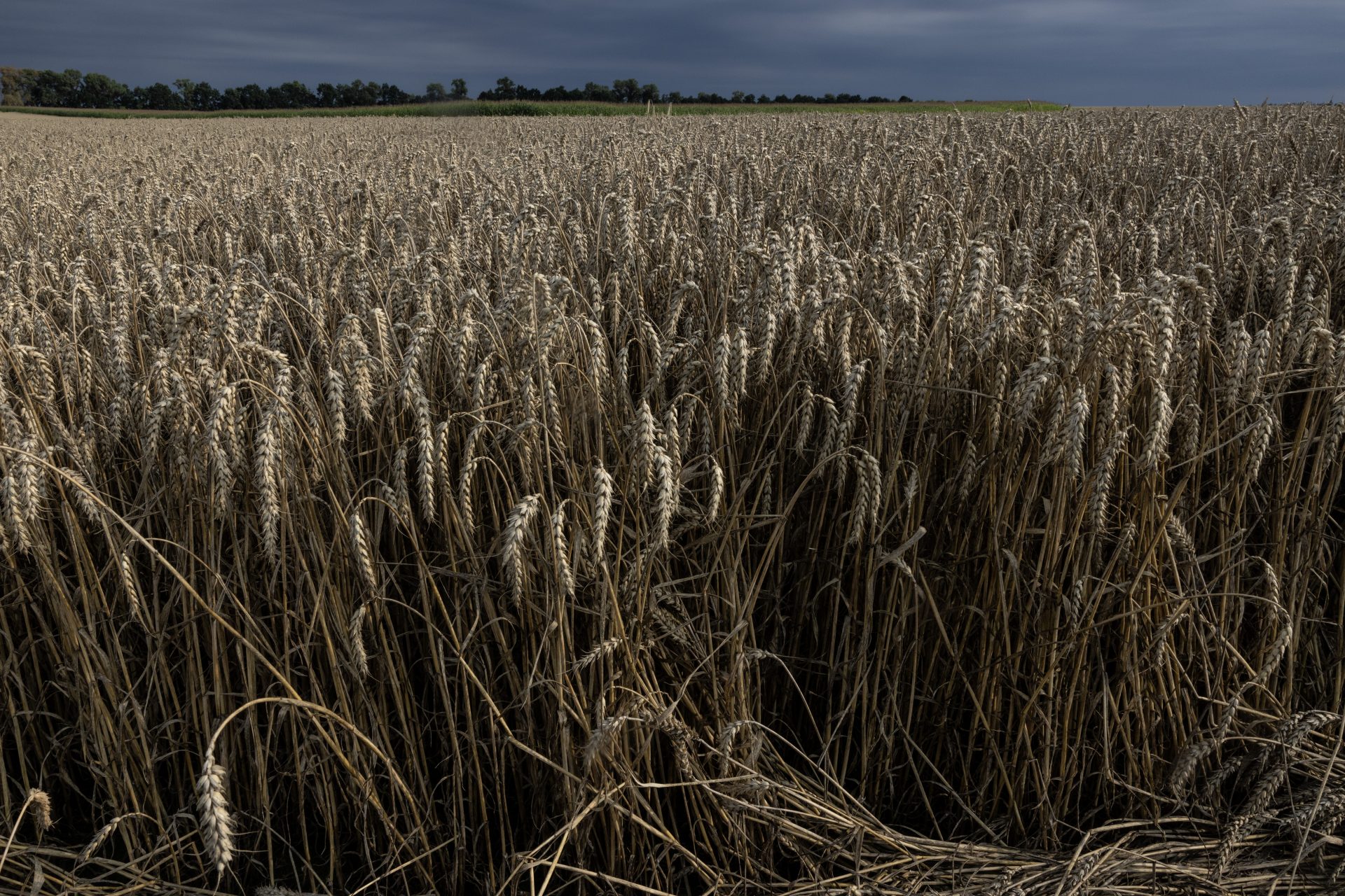 The seventh-largest wheat producer