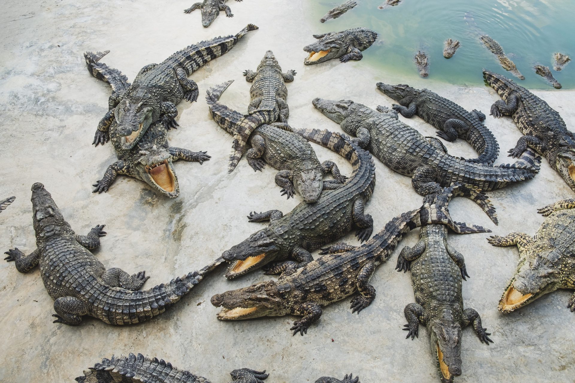 Remember when a helicopter started a crazy crocodile love fest?