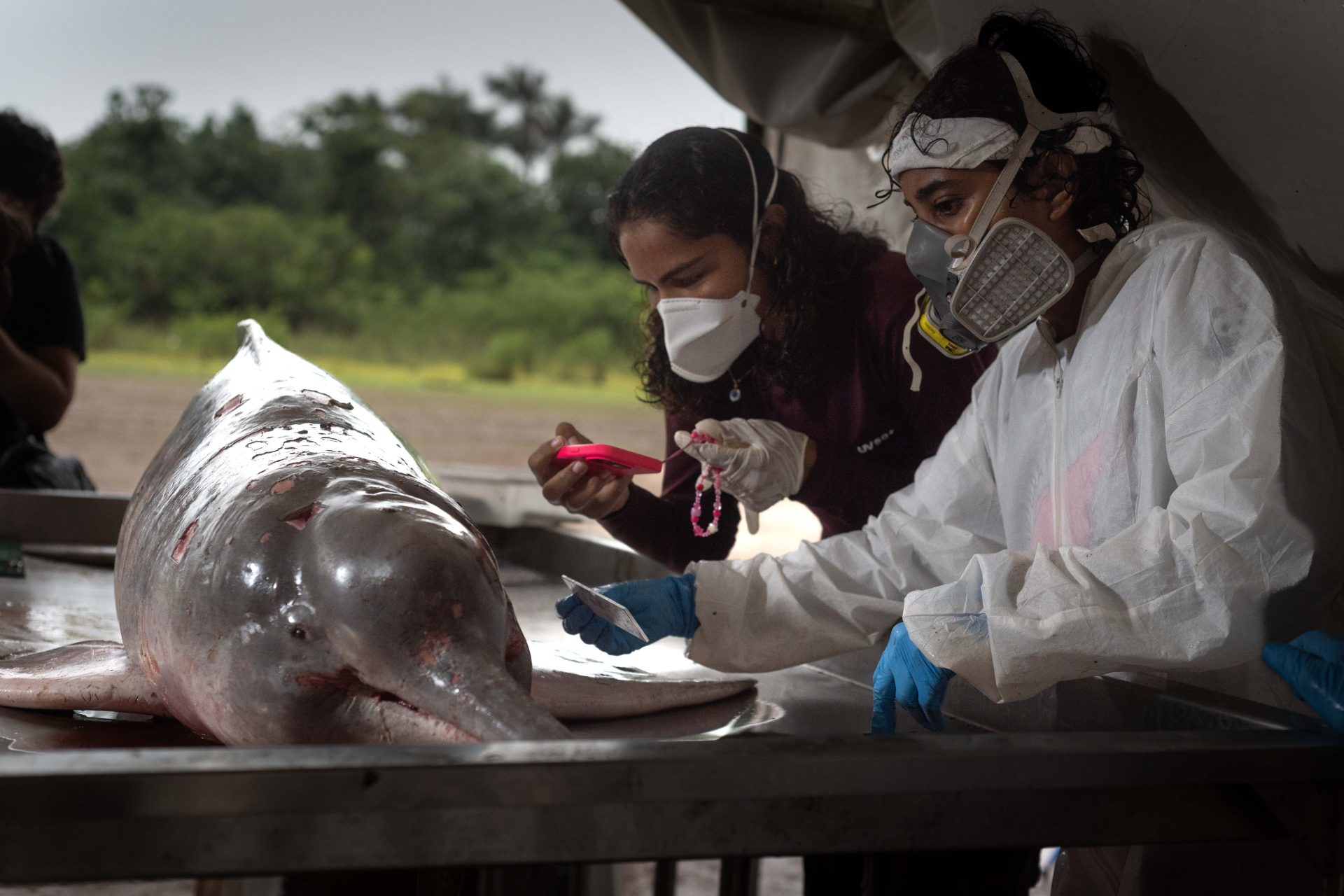Des dauphins morts en Amazonie