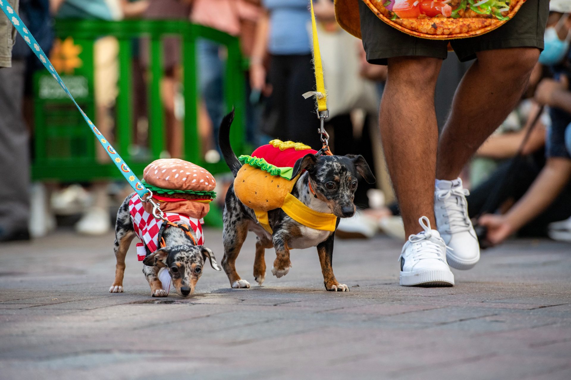 Tasty burger and hot dog in Boston