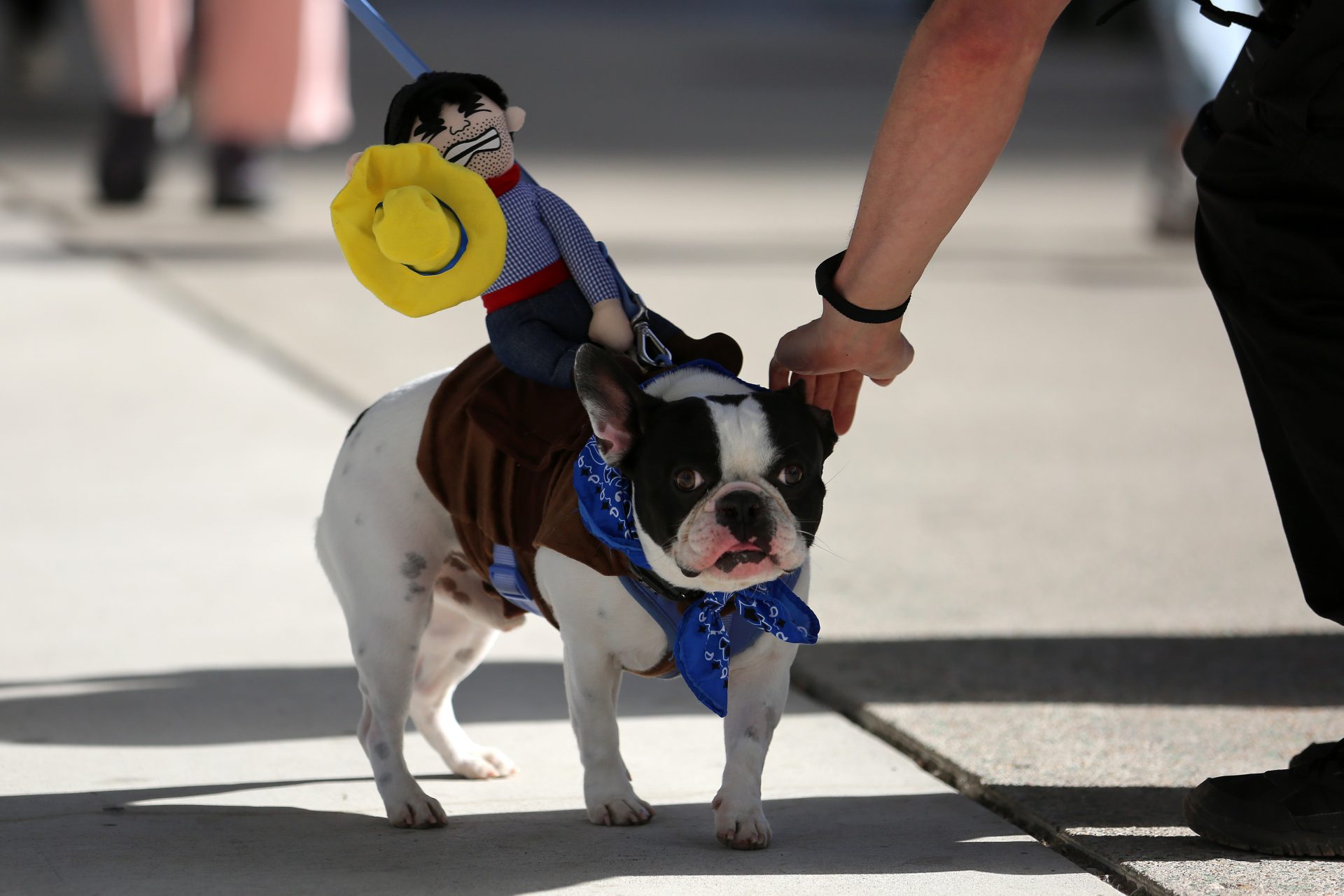 Rodeo hound in Boston 